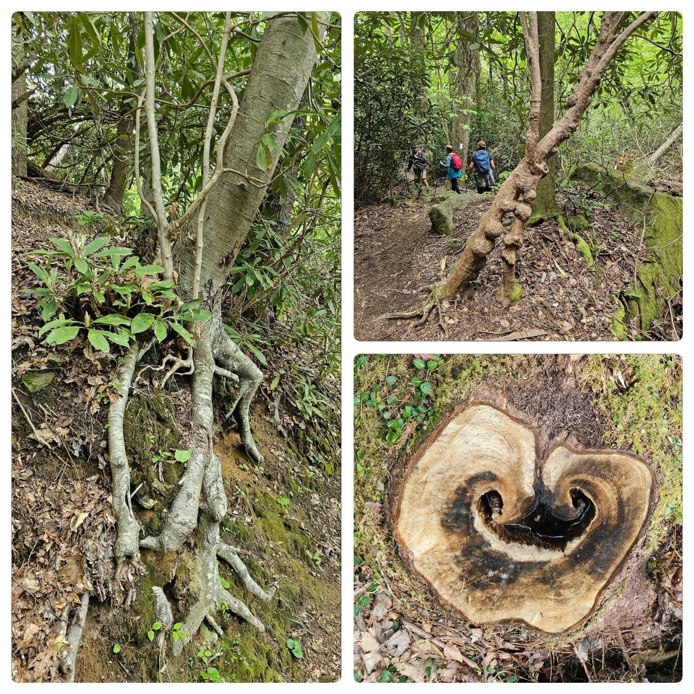 More unique tree forms: Hanging on by its tippie-toes, tree with "warts;" smiley face tree stump.