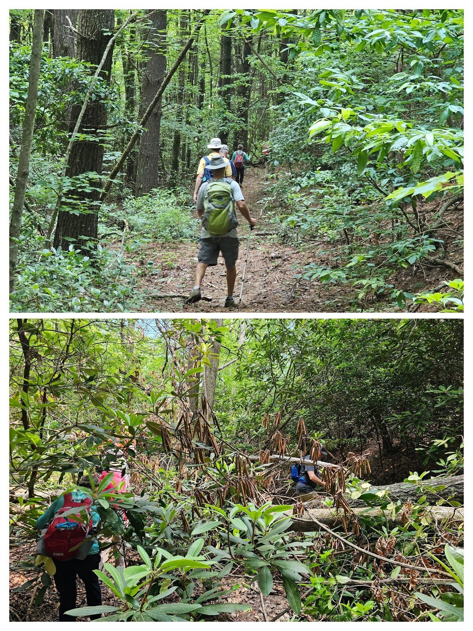 It's a pretty good trail as we head down the trail on the southern leg of the loop, but there were a few blowdowns along the way.