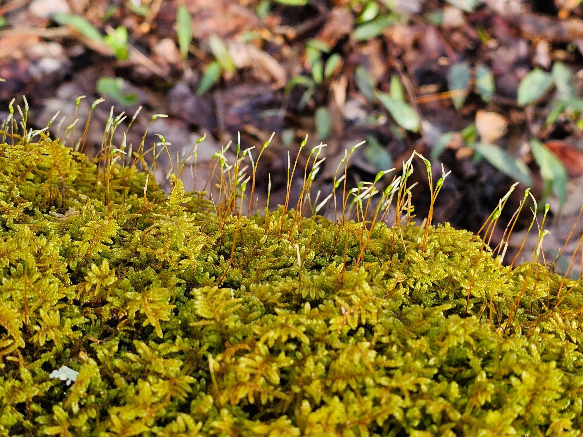 These moss "blooms" or sporophytes produce the spores that eventually reproduces more moss.
