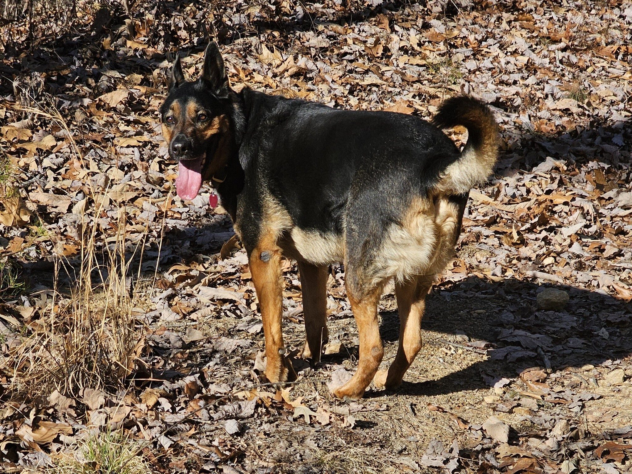 Barbara's very friendly, new to us, trail-dog, Jake.