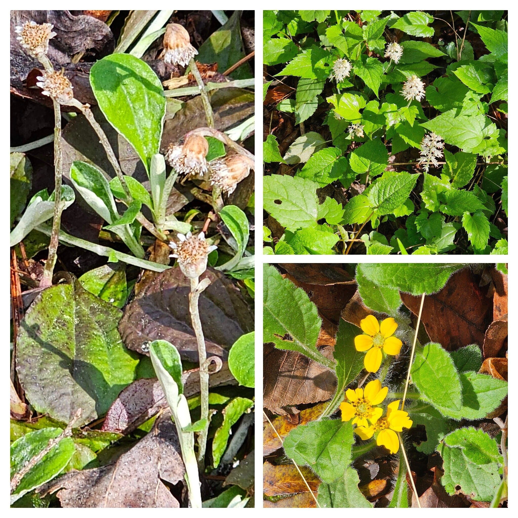 The first of the wild flowers-L: Pussytoes; UR: Foamflower; LR: Green and Gold.
