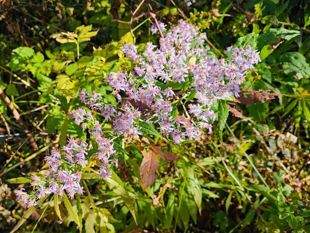 We did see quite a bit of this Blue Wood Aster along all of the trails today.