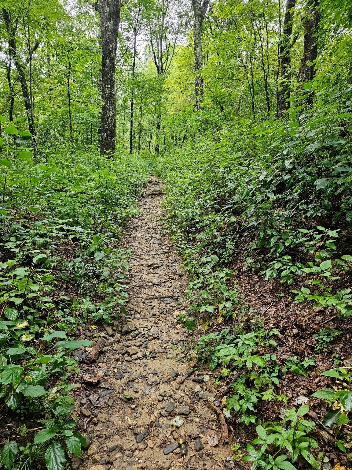 A bit steeper and rockier on the final ascent to Rabun Bald.