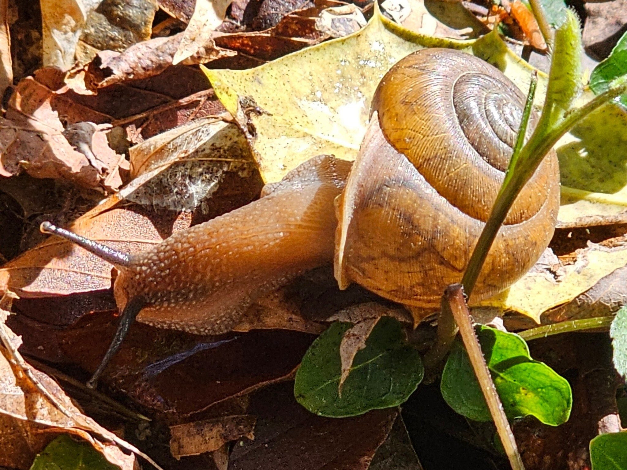Mr. Snail enjoying a sunny afternoon.