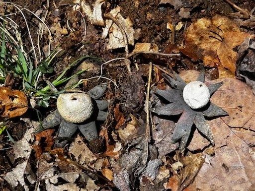 Another great find by Renee who identified this Earthstar fungus, not a land octopus . . . kind of creepy nevertheless.