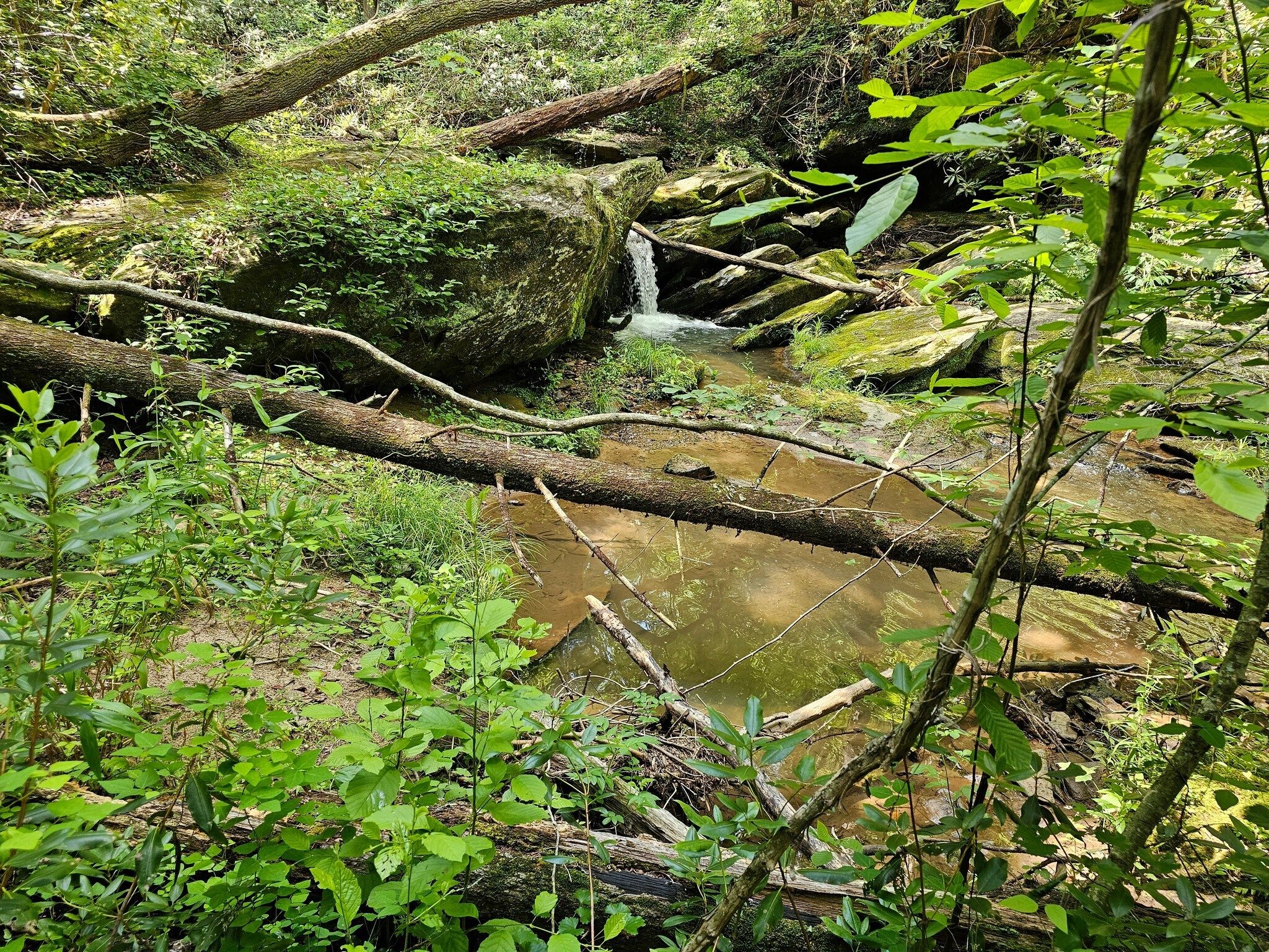 The path we took closely follows this unnamed creek leading into Davidson Creek.