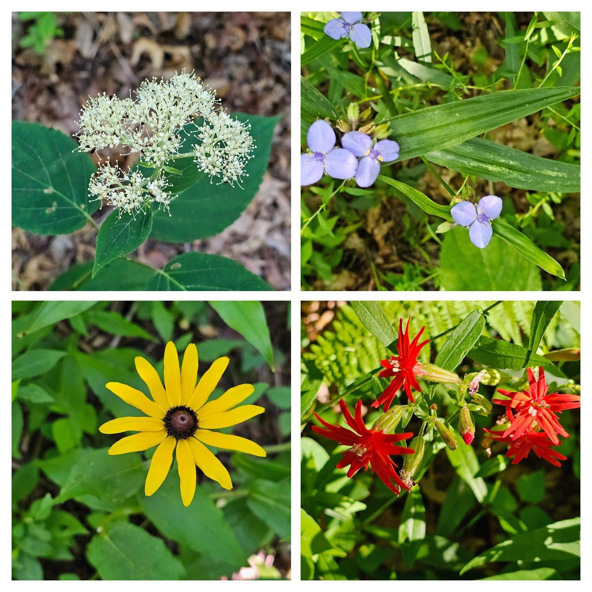 These wildflowers were found mostly along a small section of trail with more exposure to the sun.