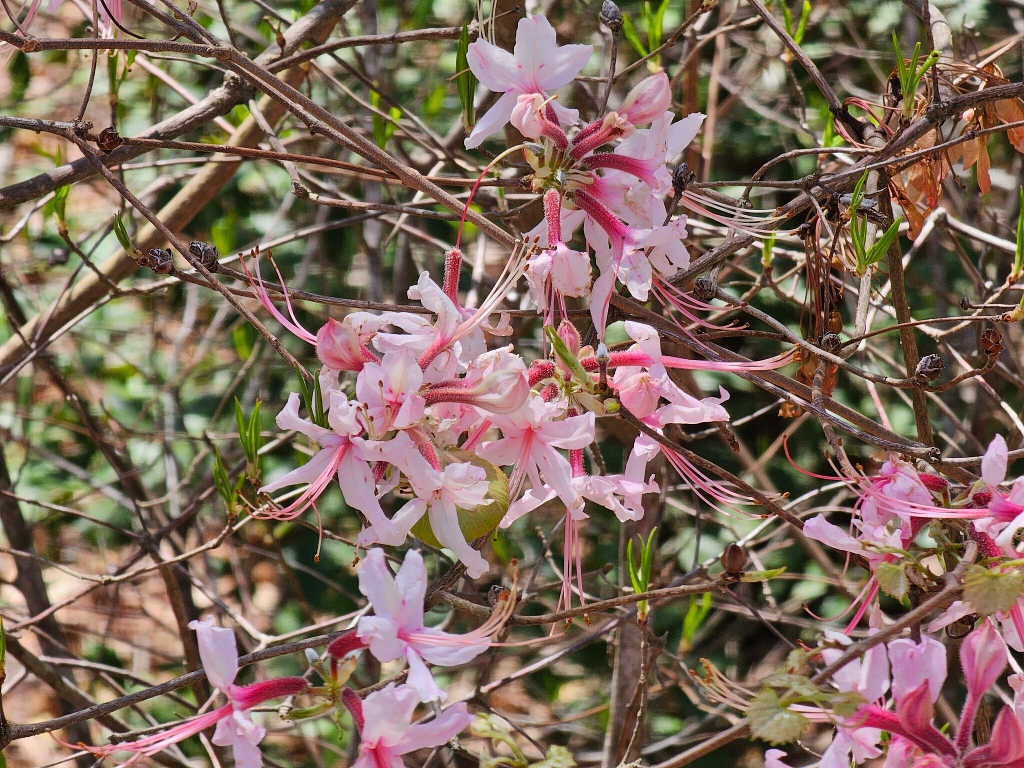 Pinxter flower or Early azalea seen near the trailhead.