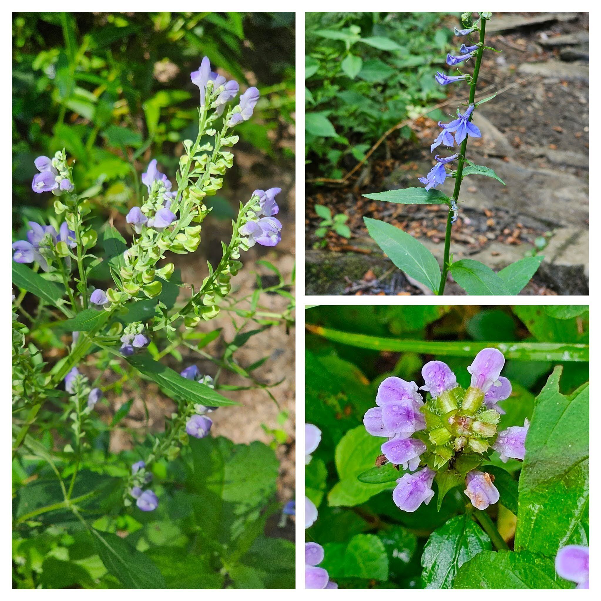 Shades of lavender toward the end of the hike with Hoary skullcap (Left), Self-heal (LR) & Lobelia (UR)