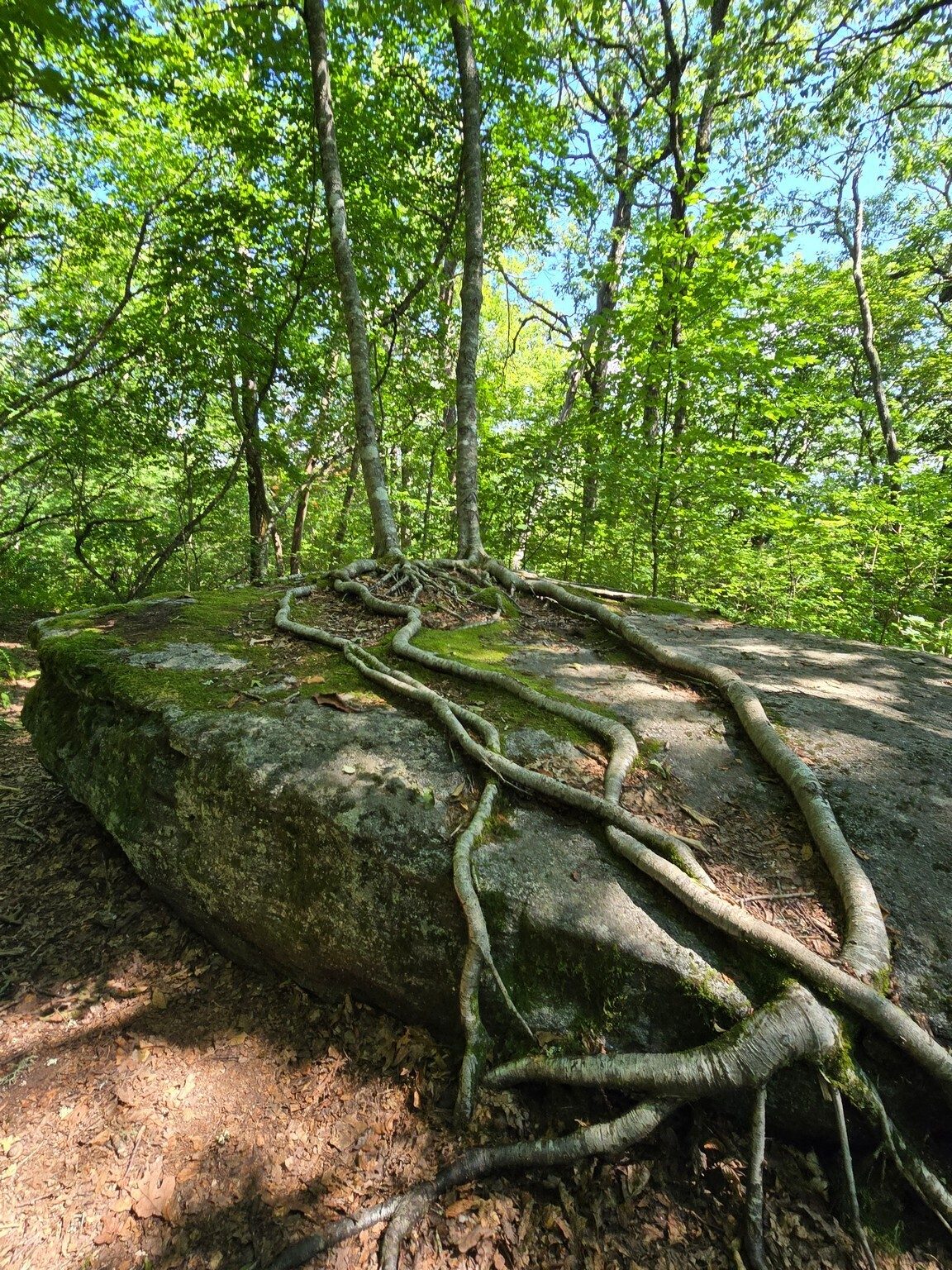 Yep, these trees with extensive roots on the boulder are still alive.  Photo by Jane Voss.
