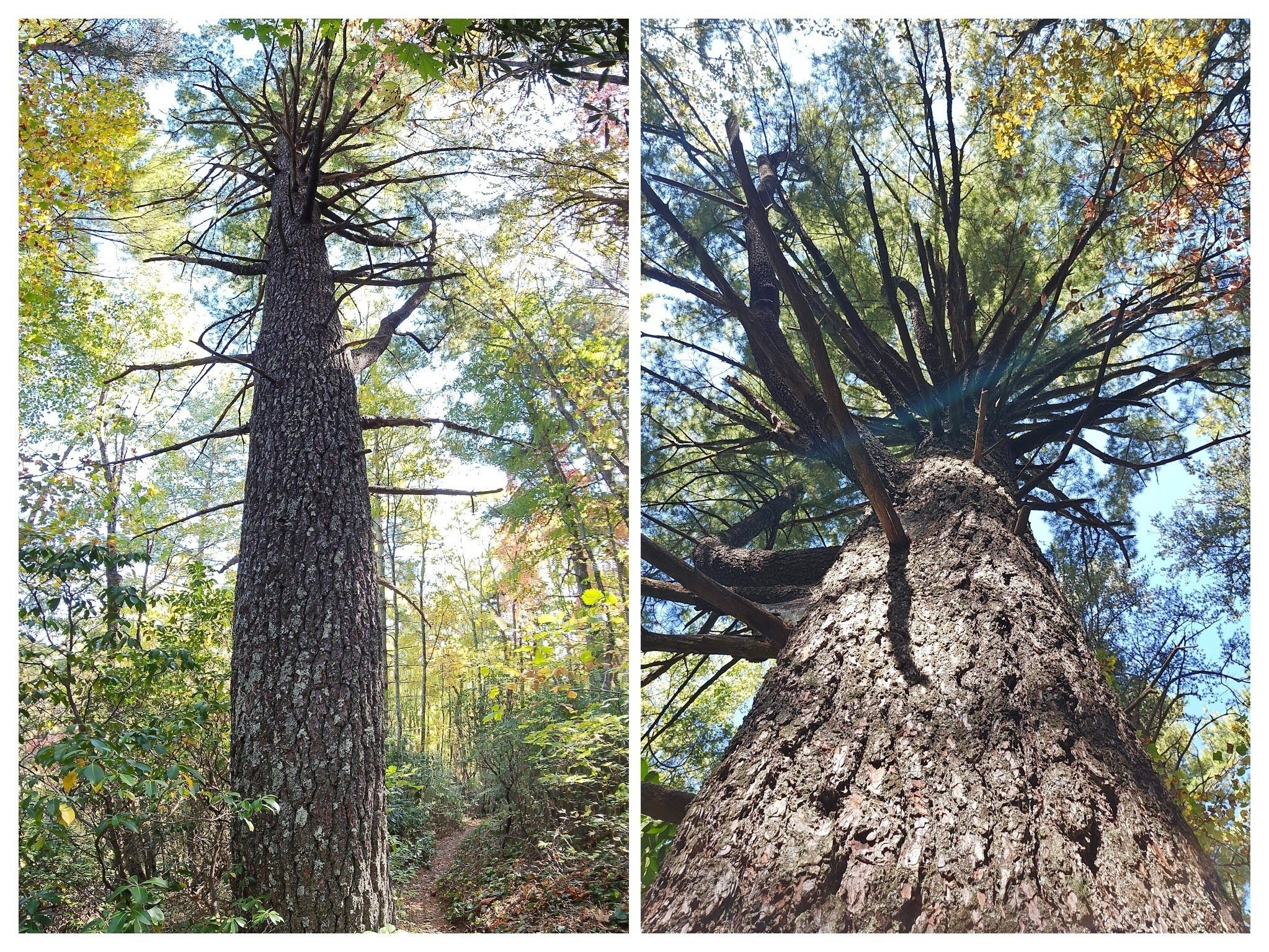I thought I'd try Jane's vertical panorama shot of this large pine tree, but I looks a bit "wonky" compared to just an up-shot.