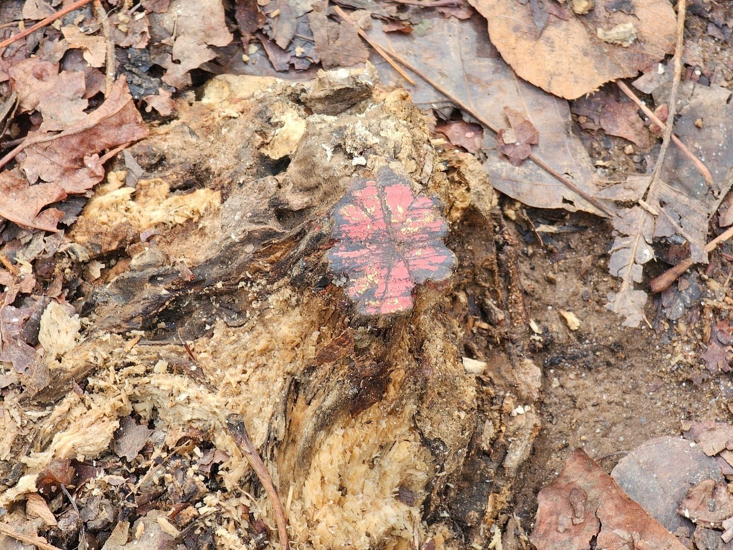 This appears to be a detailed flower painted on a small trail stump.  Later we saw many other stumps painted red as a warning.  It was just weathered.
