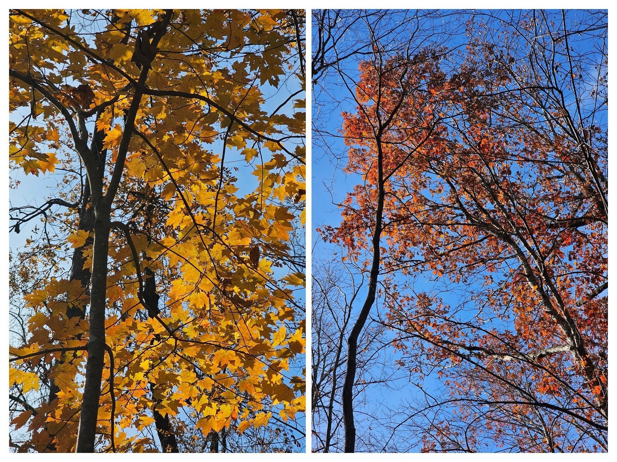 As Gregg Nuessly suggested, we need to look up occasionally to enjoy the beauty around us.