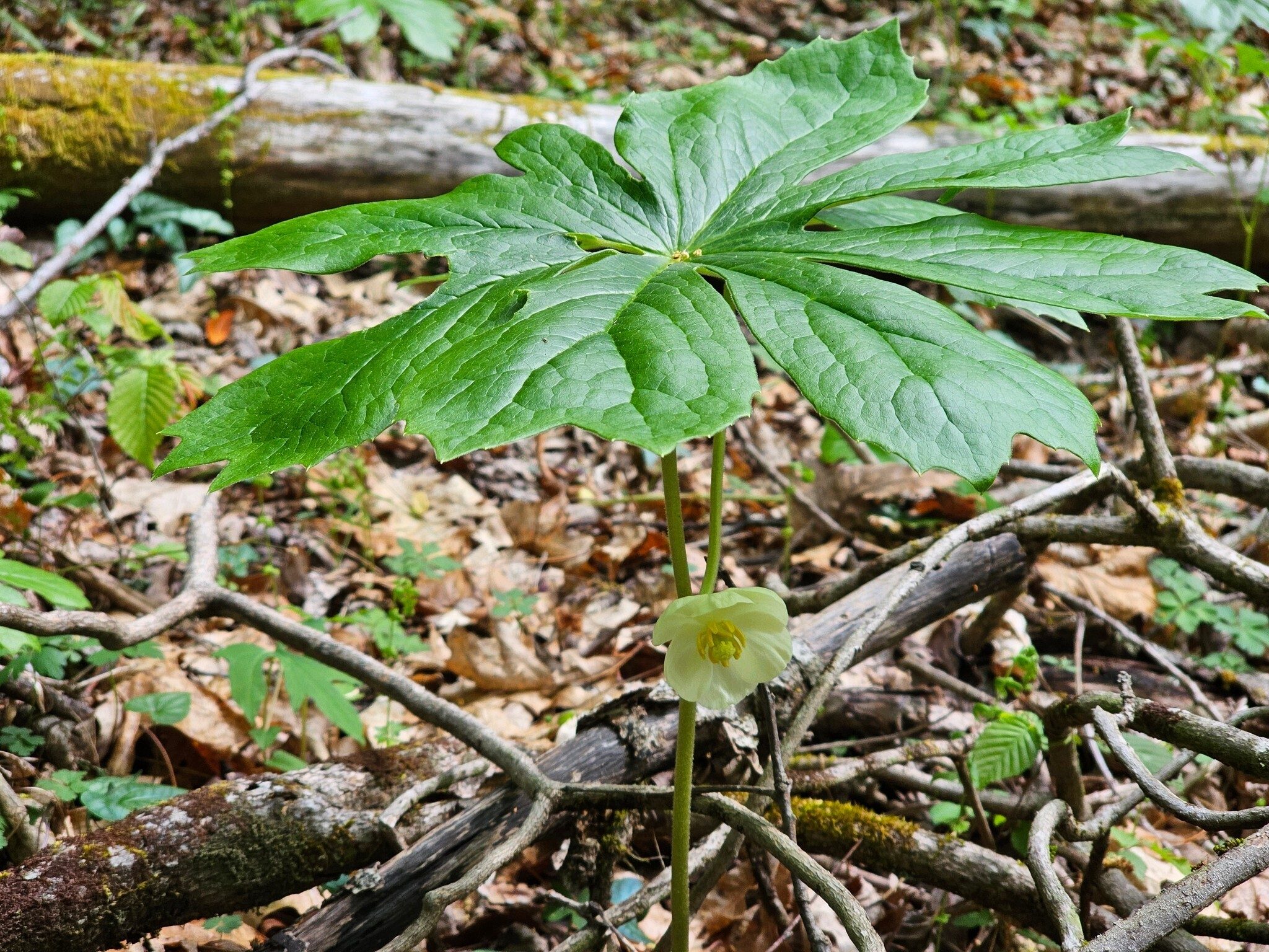 A fair amount of Mayapples today, many in bloom.