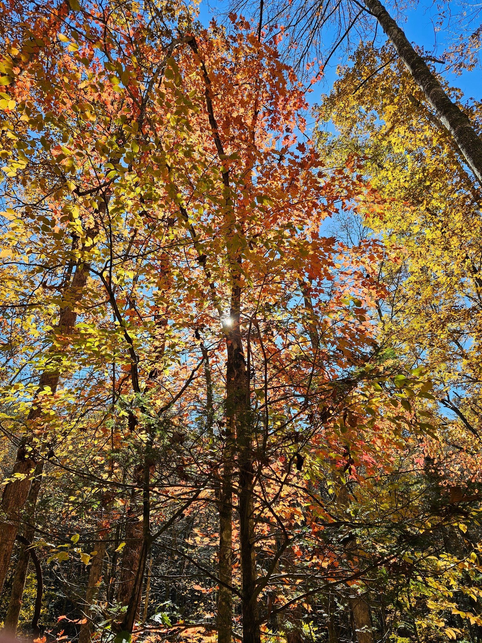 More fall colors being backlit by the sun.