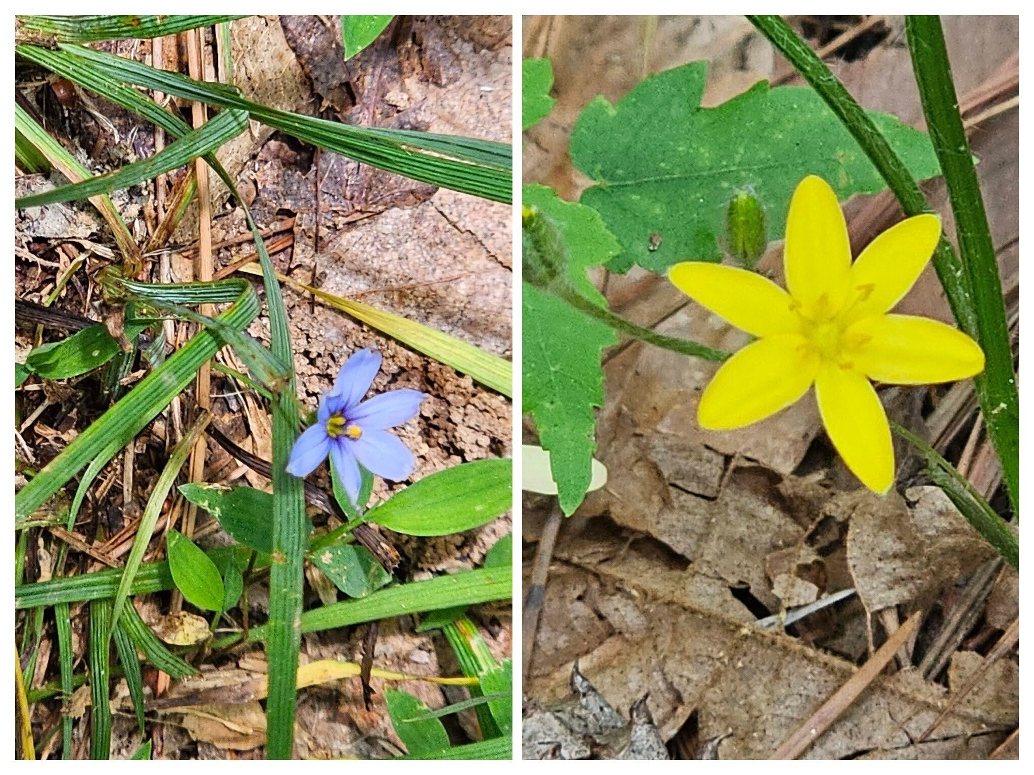 Always a bright spot on the trail . . . Blue-eyed grass and Yellow star grass.