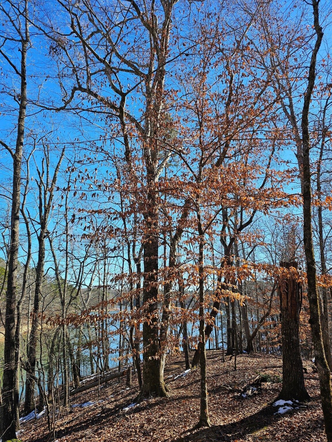 Looks like the "mother tree" for all of the numerous American Beech trees we saw today.