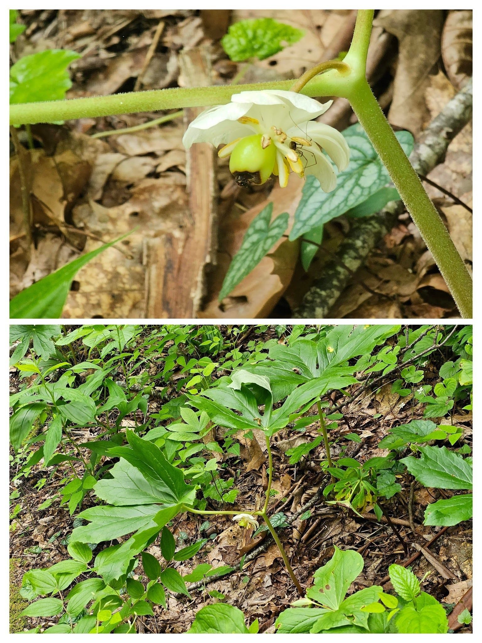 How about this Mayapple and its Daddy Longlegs visitor?