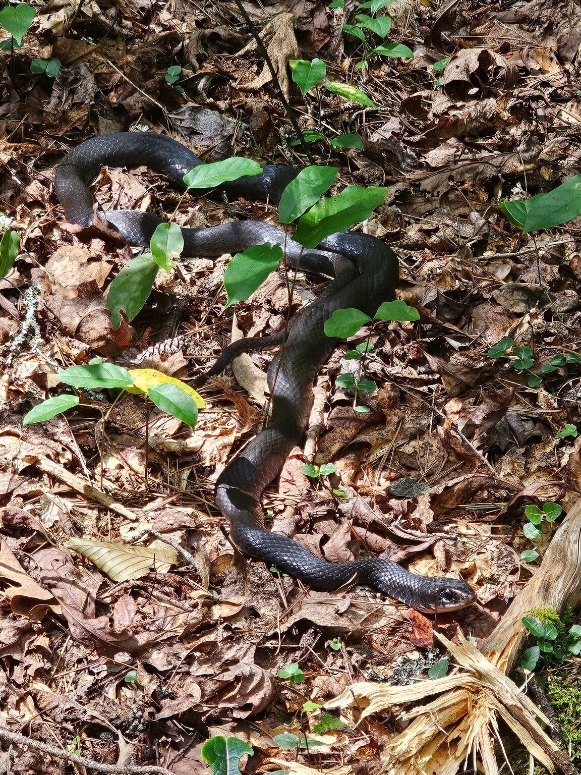 We spotted this black snake sunning.  He didn't seem to mind us or move so we just left him alone.