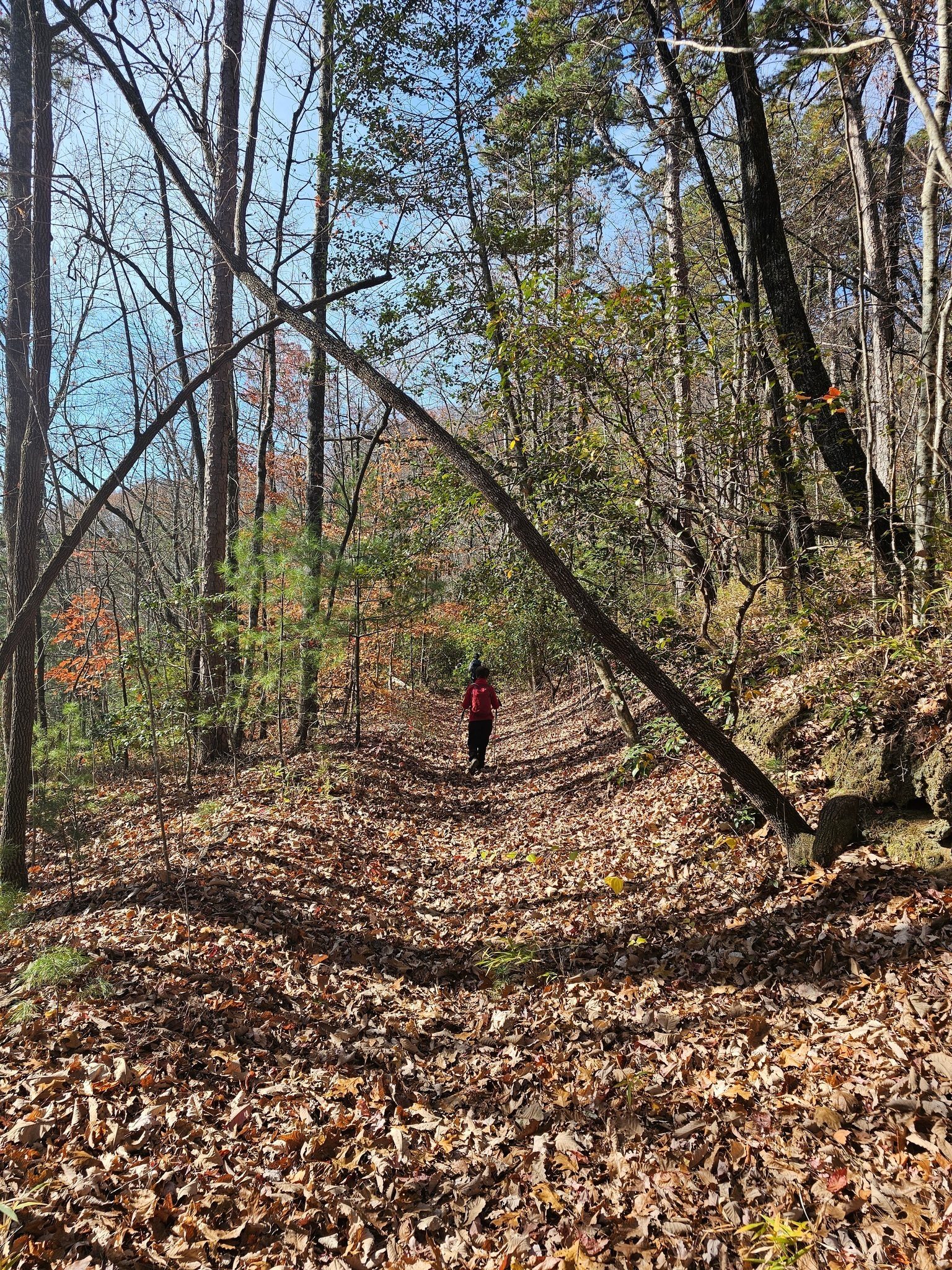 Actually an easy trail if not for, wait for it . . . . blowdowns.