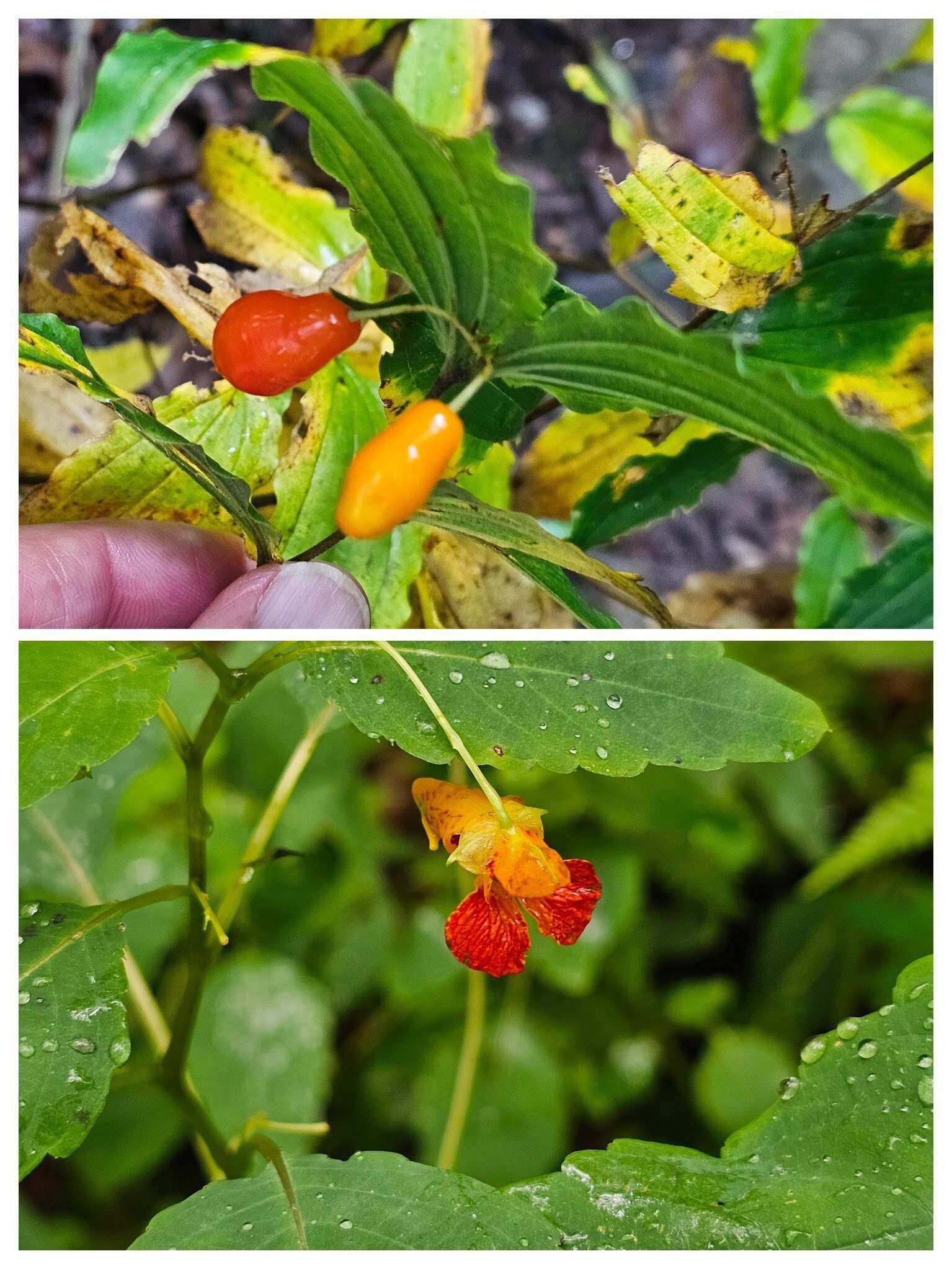 Paige Watson spotted this fruit of Hairy mandarin (top) a few Jewel weed blooms on our return.