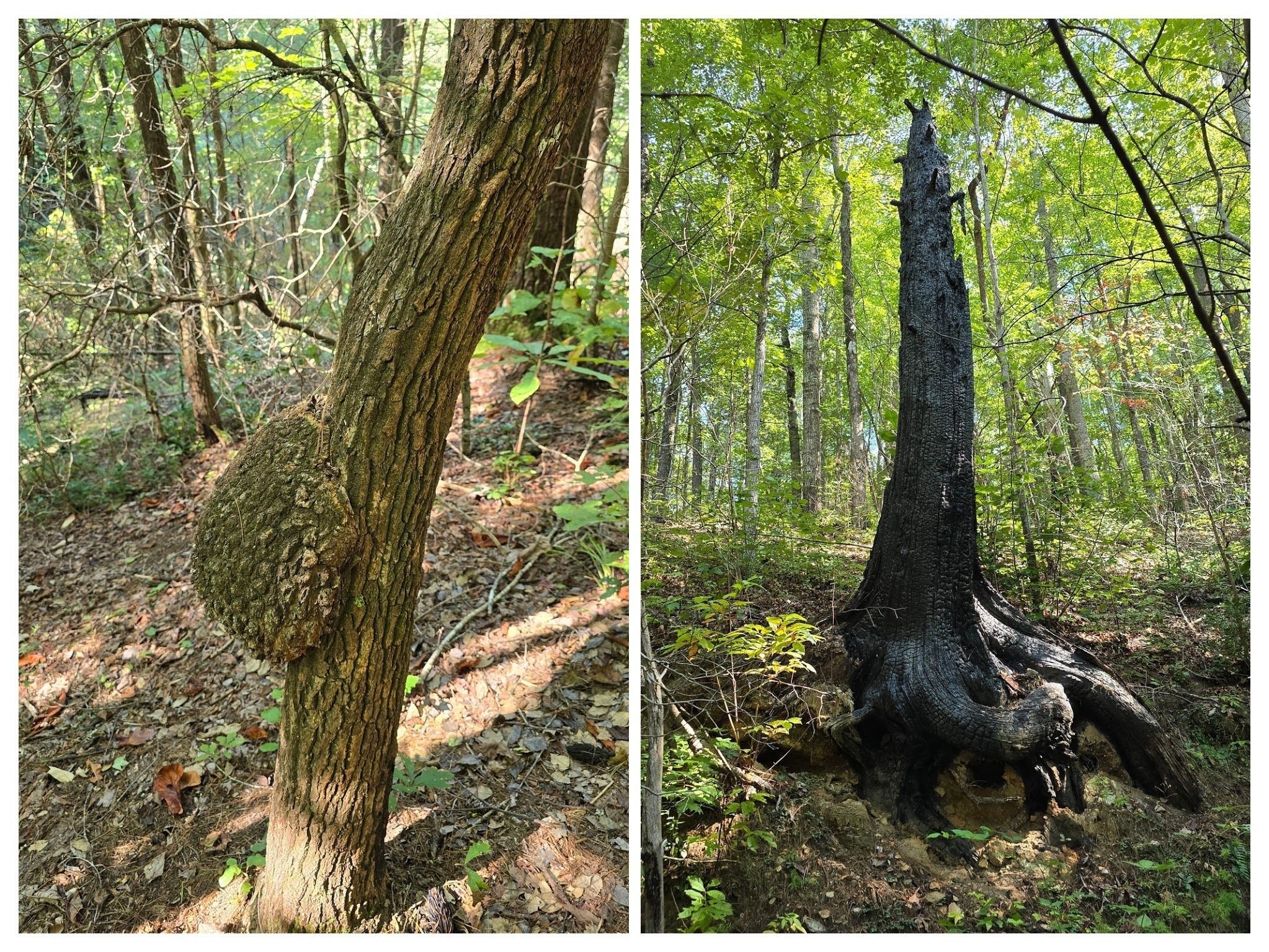 Jane Voss is fascinated by the unique trees on the trail today.