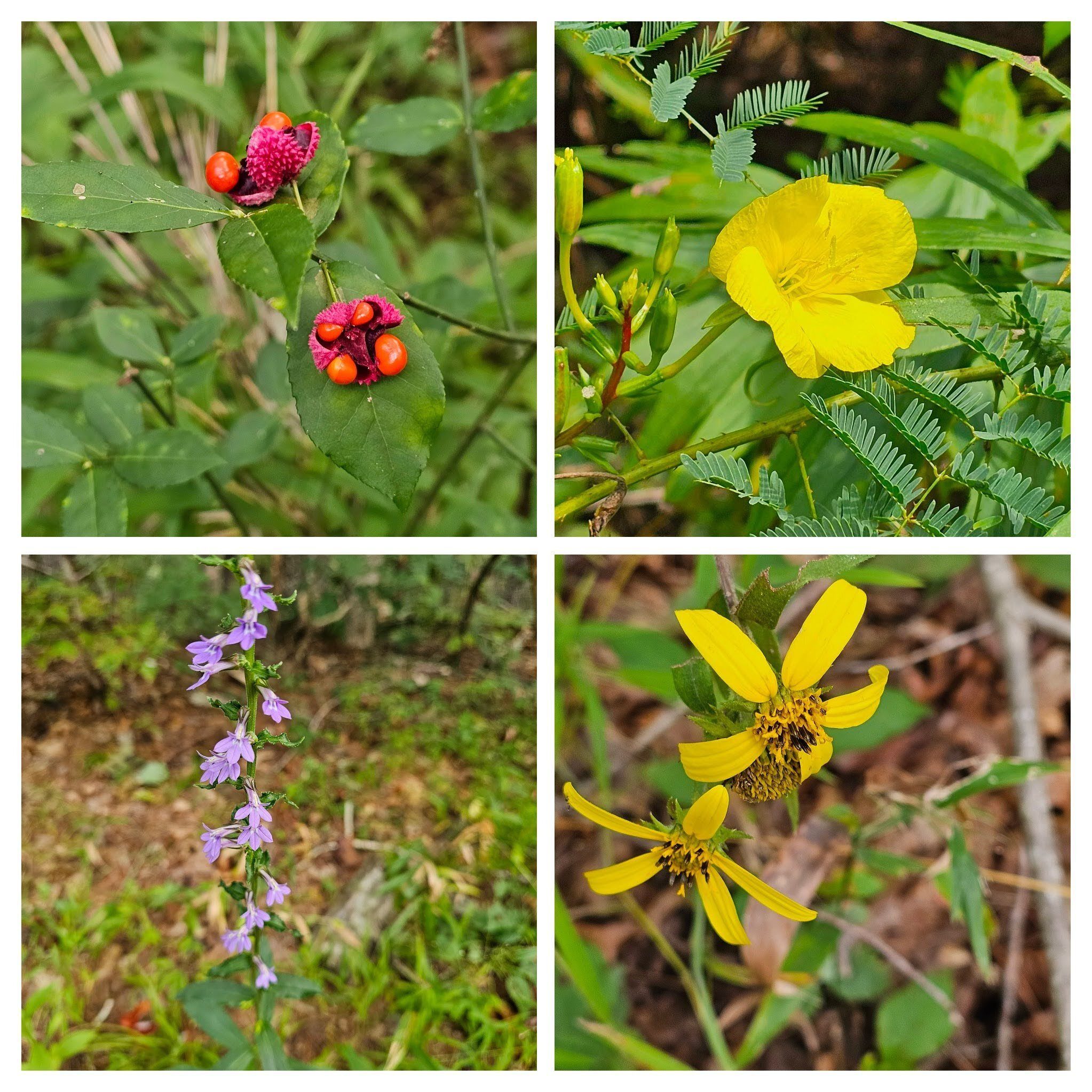 These were some of the more eye-catching wildflowers or their seed pods seen today: Hearts-a-burstin; Primrose,  Woodland sunflower & Lobelia.