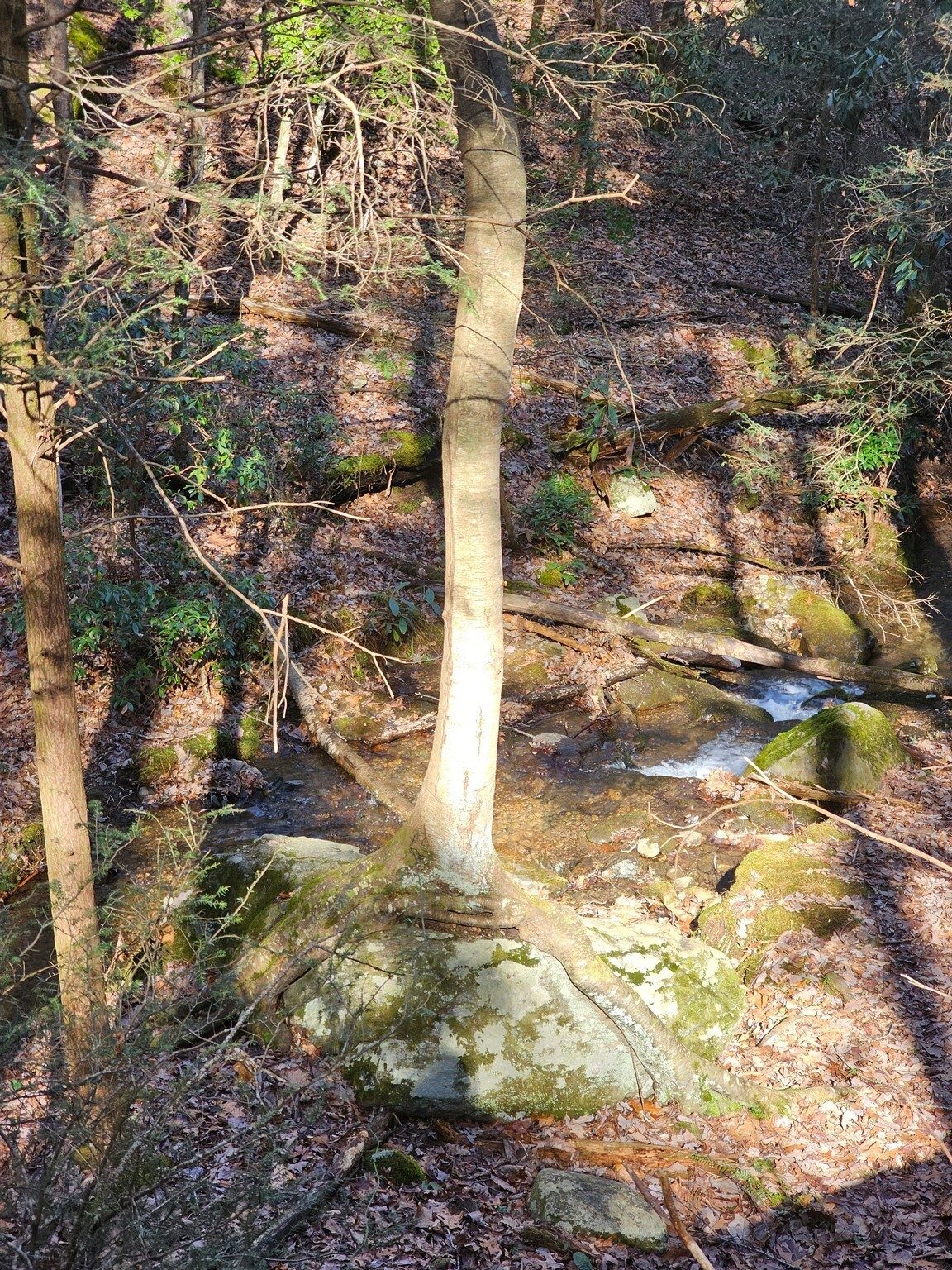 Yep, despite Helene, this tree growing largely over a large boulder is still here.