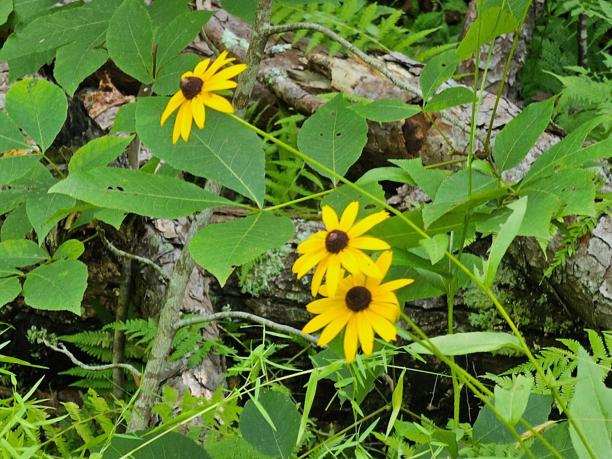 This Blackeyed Susan was one of the few wildflowers seen today.