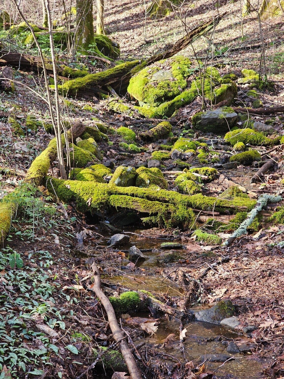 The moss covered drainage swale down the center of Sosebee Cove is attractive in itself.  You can see a spread of Trout Lily leaves that tended to dominate much of this area.