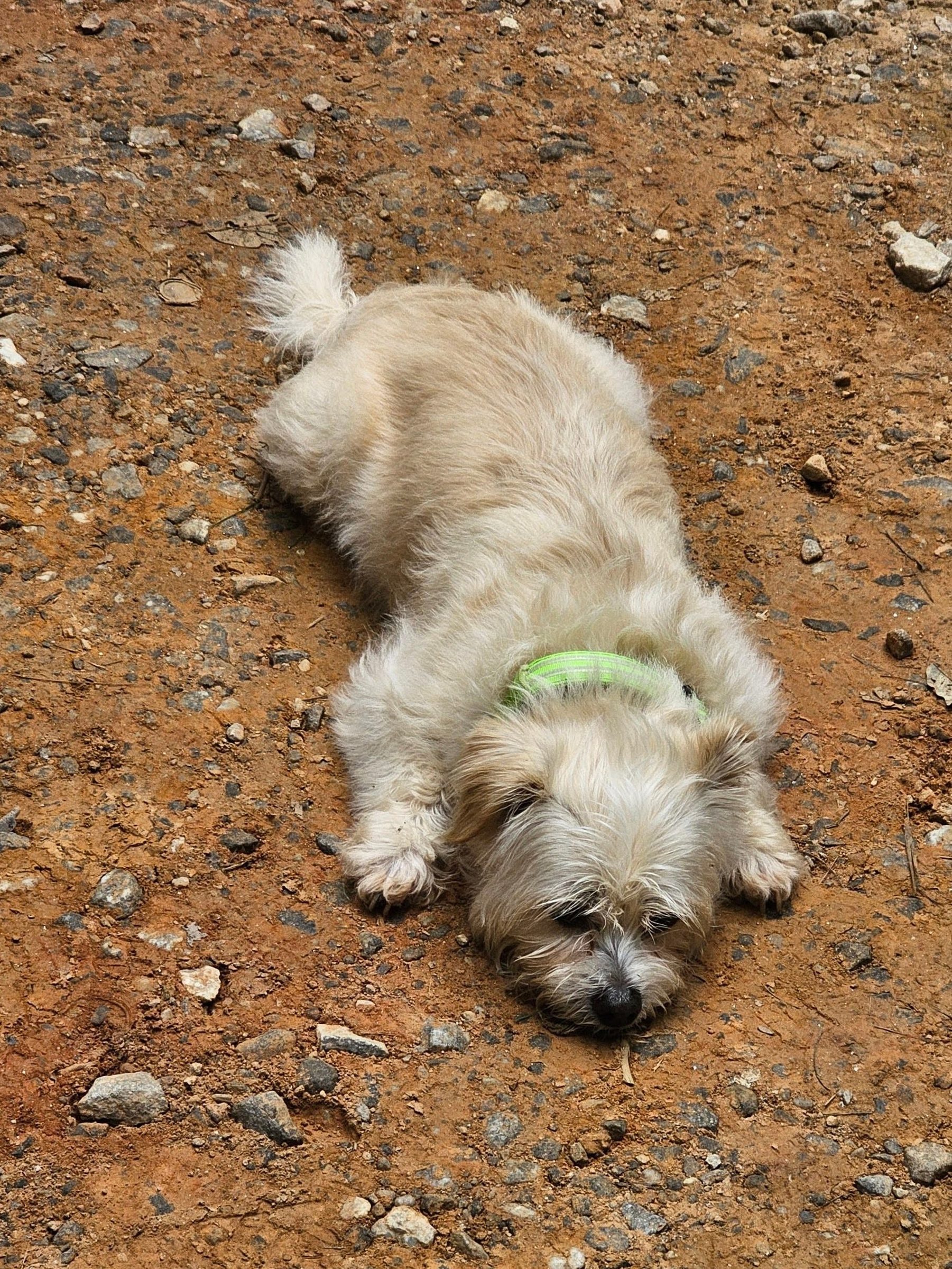 Even Cutie Pie was ready to get off this trail and find a cool spot.