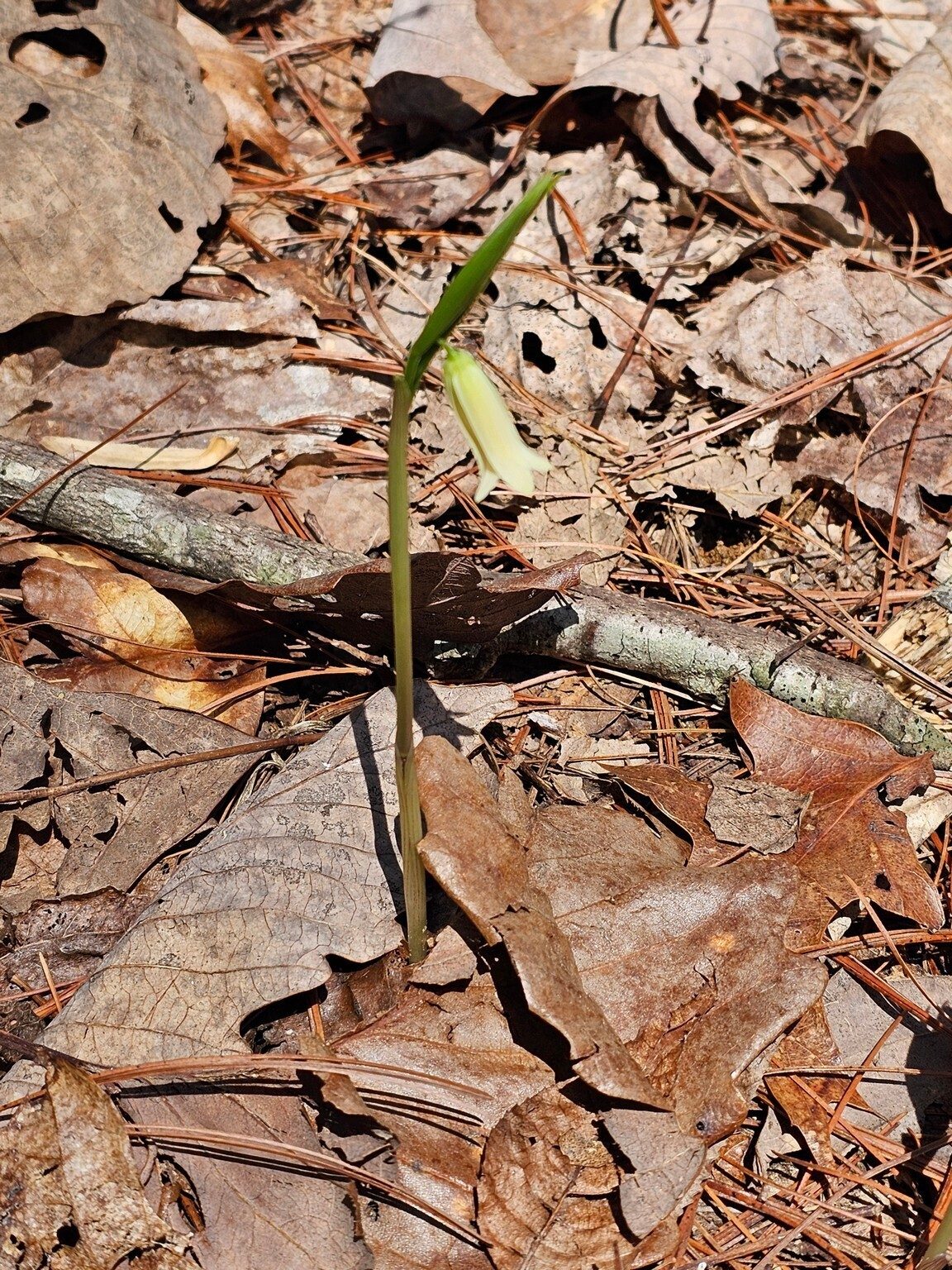 I think Renee found this solitary Sessile-leaf bellwort as we headed back.