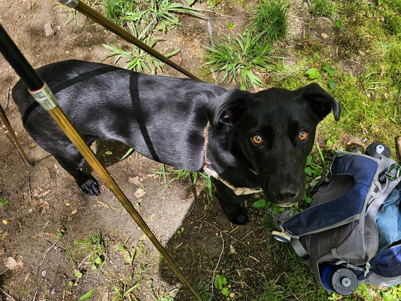 Toby says, "Come on, give me the treat.  I've been quite good on this hike!"