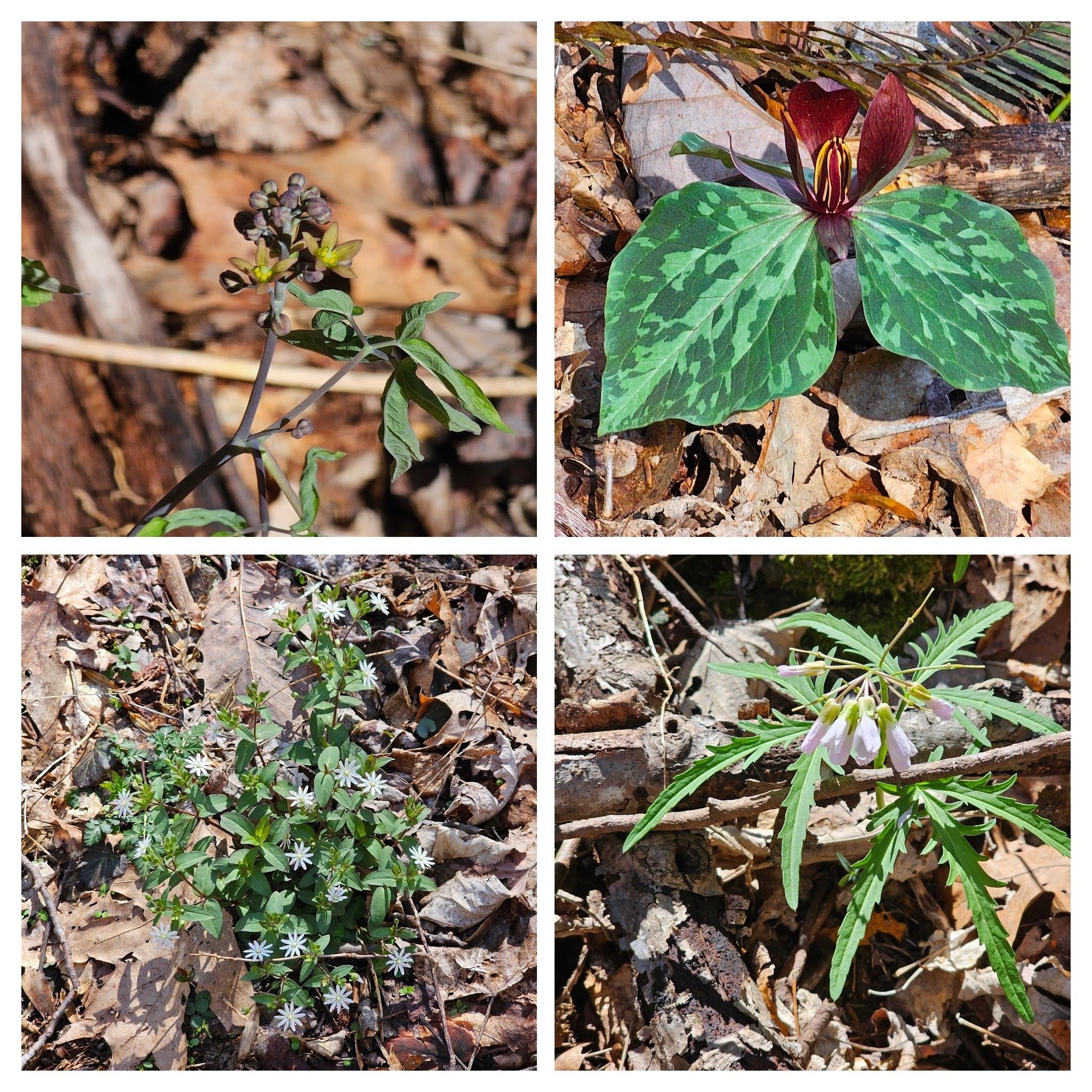 More wildflowers as we approached West Wolf CreeK: UL-Blue Cohort; UR-Toadshade Trillium; LR-Cur-leaf toothwort; LL-Star Chickweed