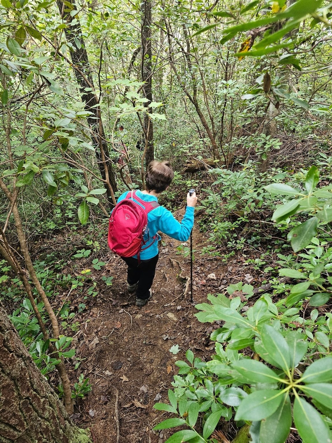 Soon after our start we take a side trail on Pinckney Branch Road that changes into a gradual then steep descent to Ravens Cliff.