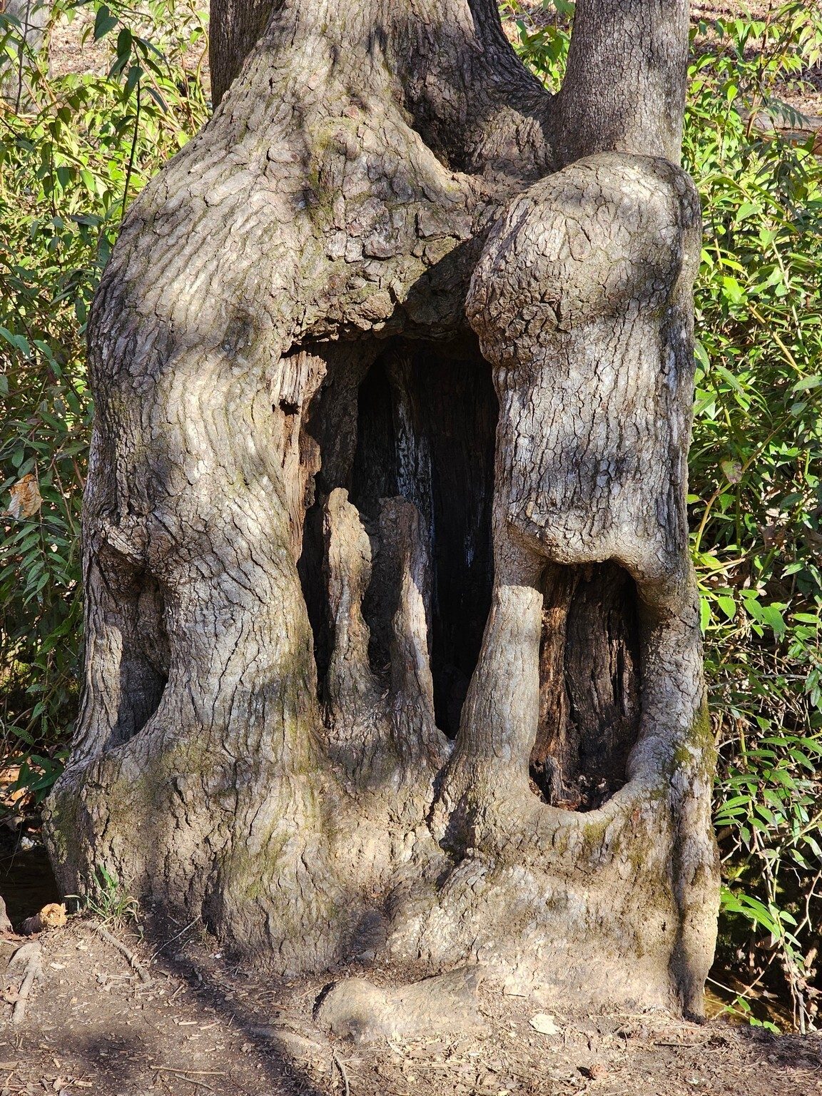 A living tree trunk with character.