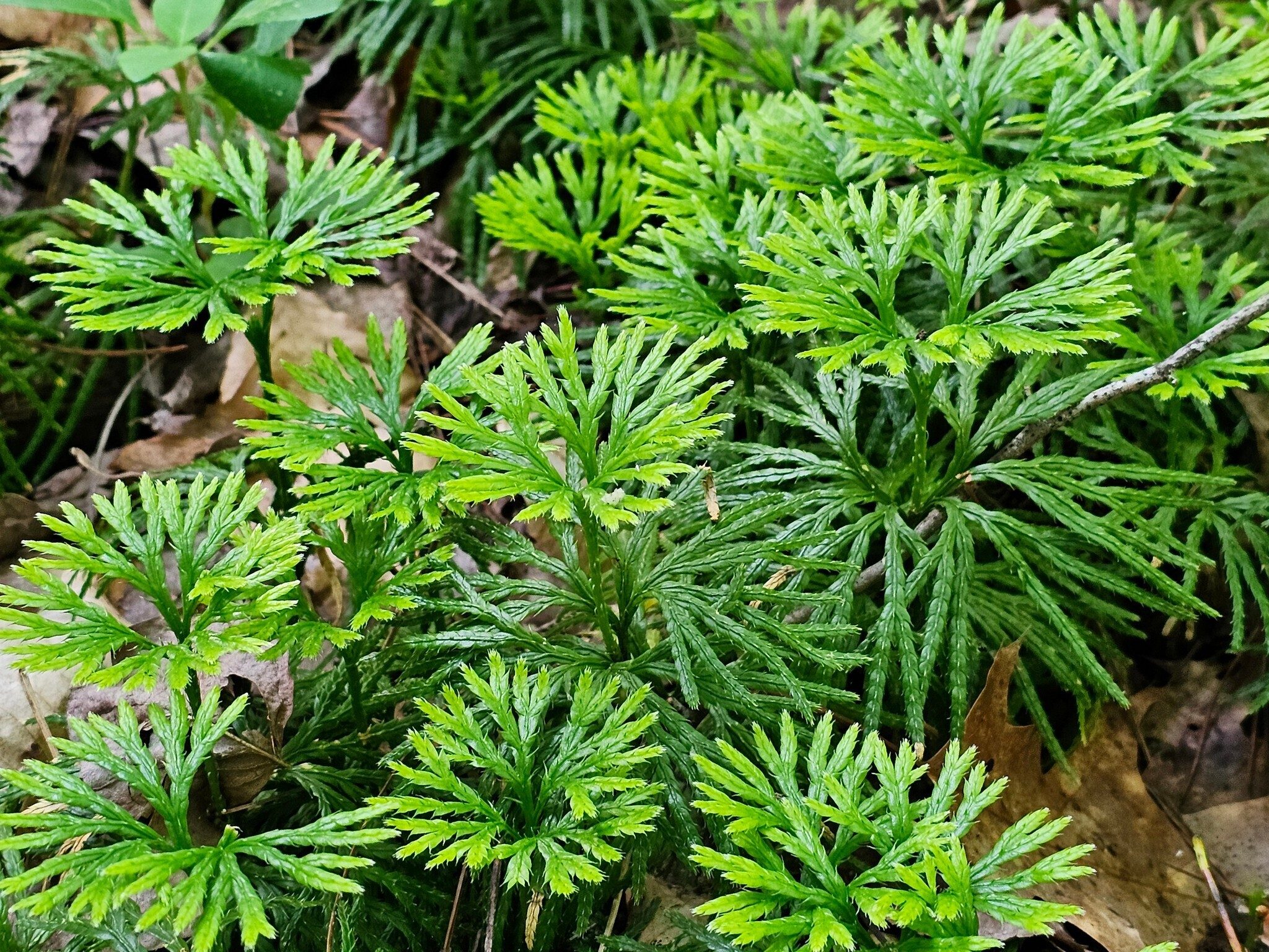 A mass of this Fan clubmoss showing off its new growth.