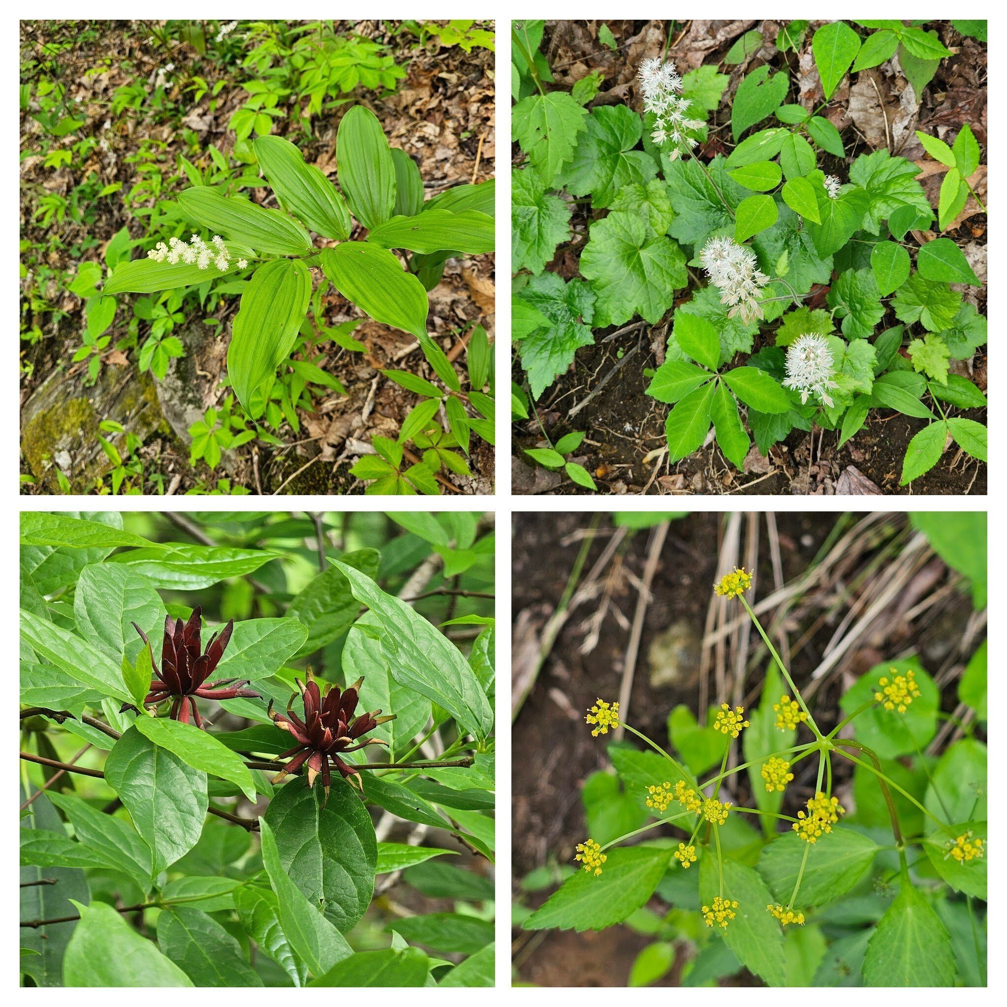 First wildflowers seen. From upper left: False Solomon seal; Foam flower; Golden Alexander; Sweet shrub