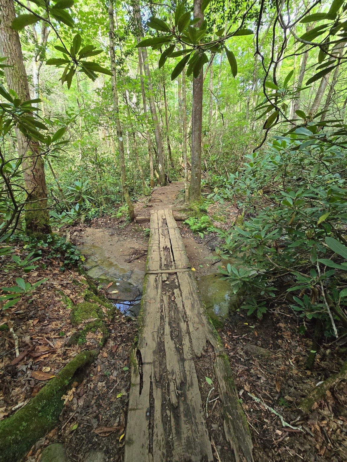 Typical trail conditions as we approached Raven Cliff Falls.  Photo by Jane Voss.