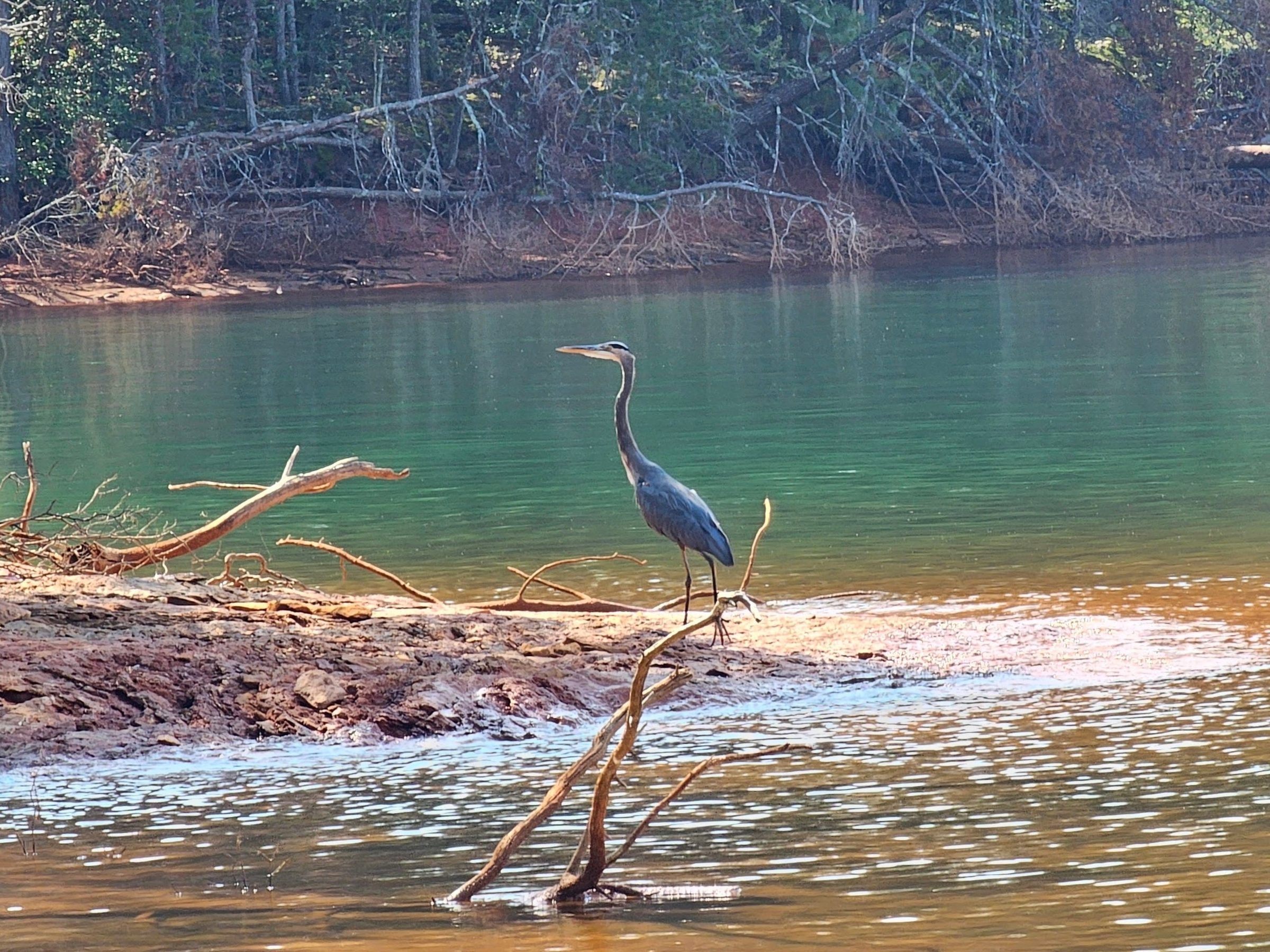 This Great Blue Heron flew in nearby as we finished lunch.  I wish I could have caught a picture of its beautiful flight and landing.
