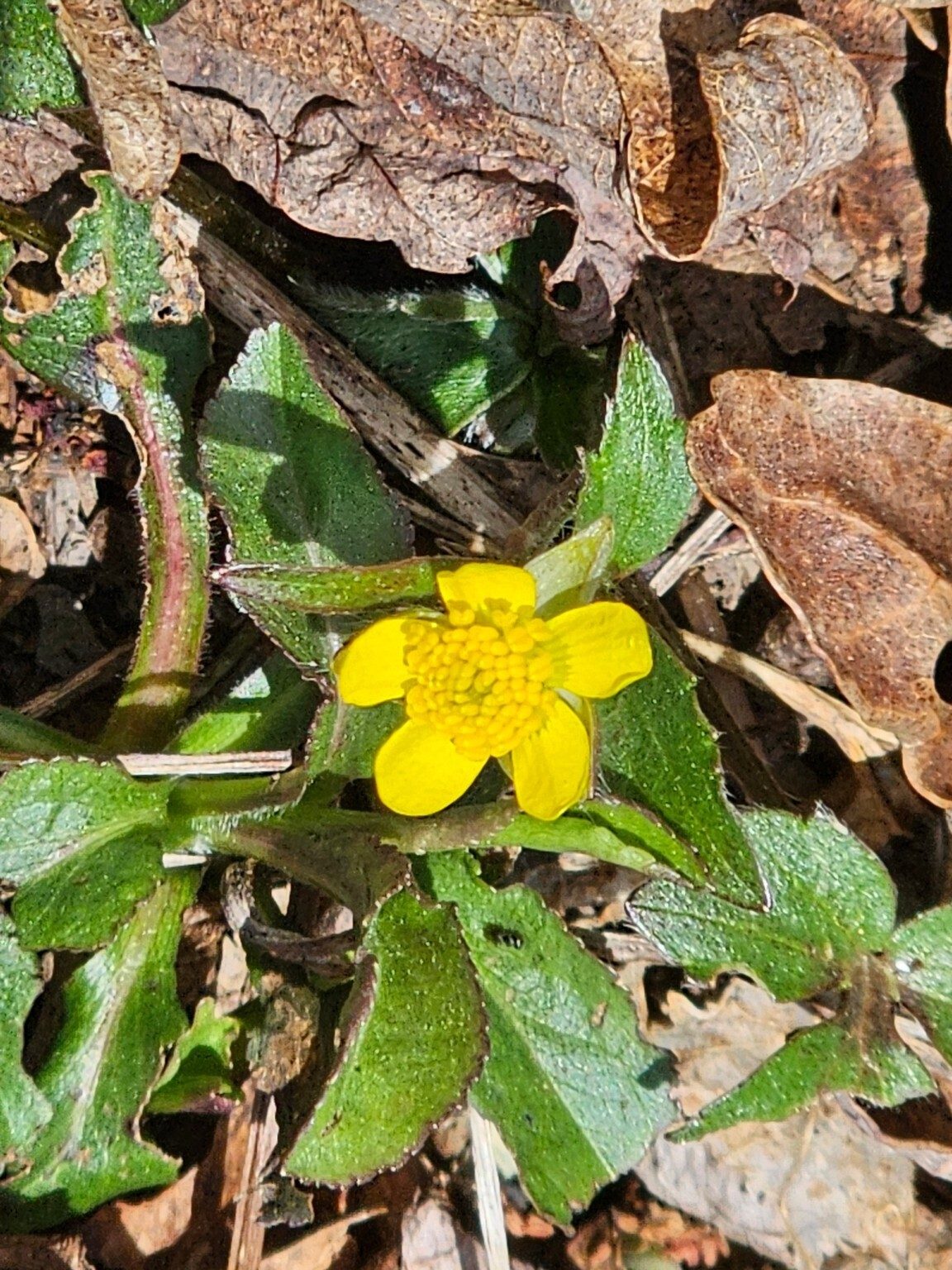 Not sure, but this may be some form of Buttercup seen on the latter part of the hike.