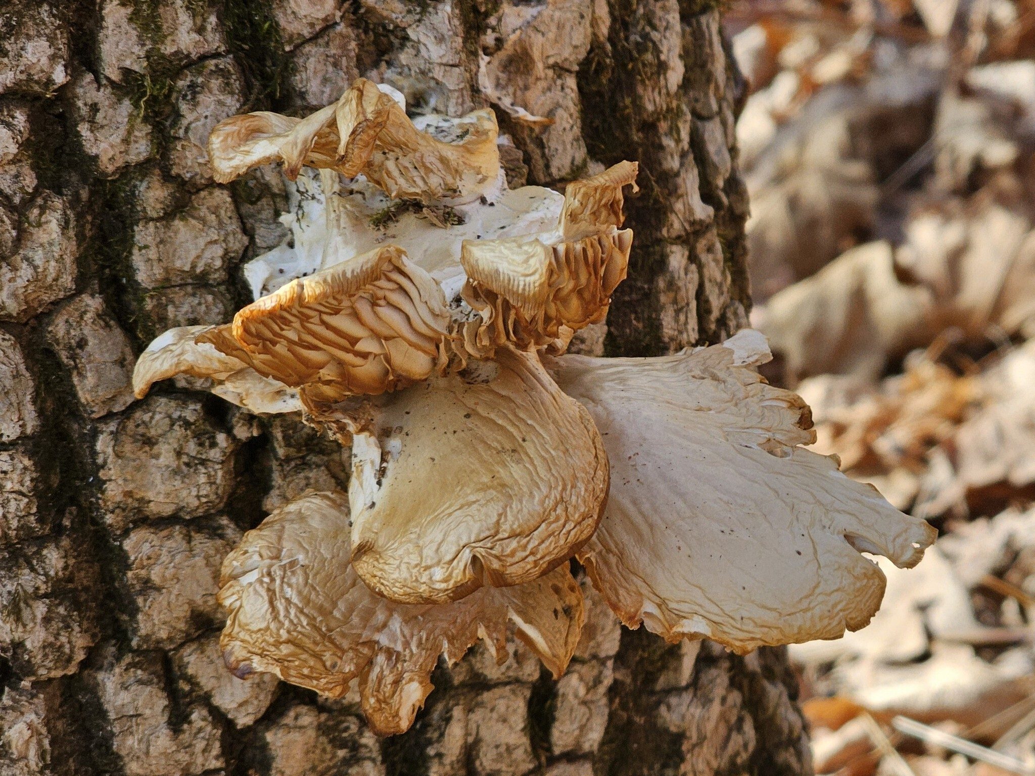 A single unique fungus on the lower trunk of this tree.
