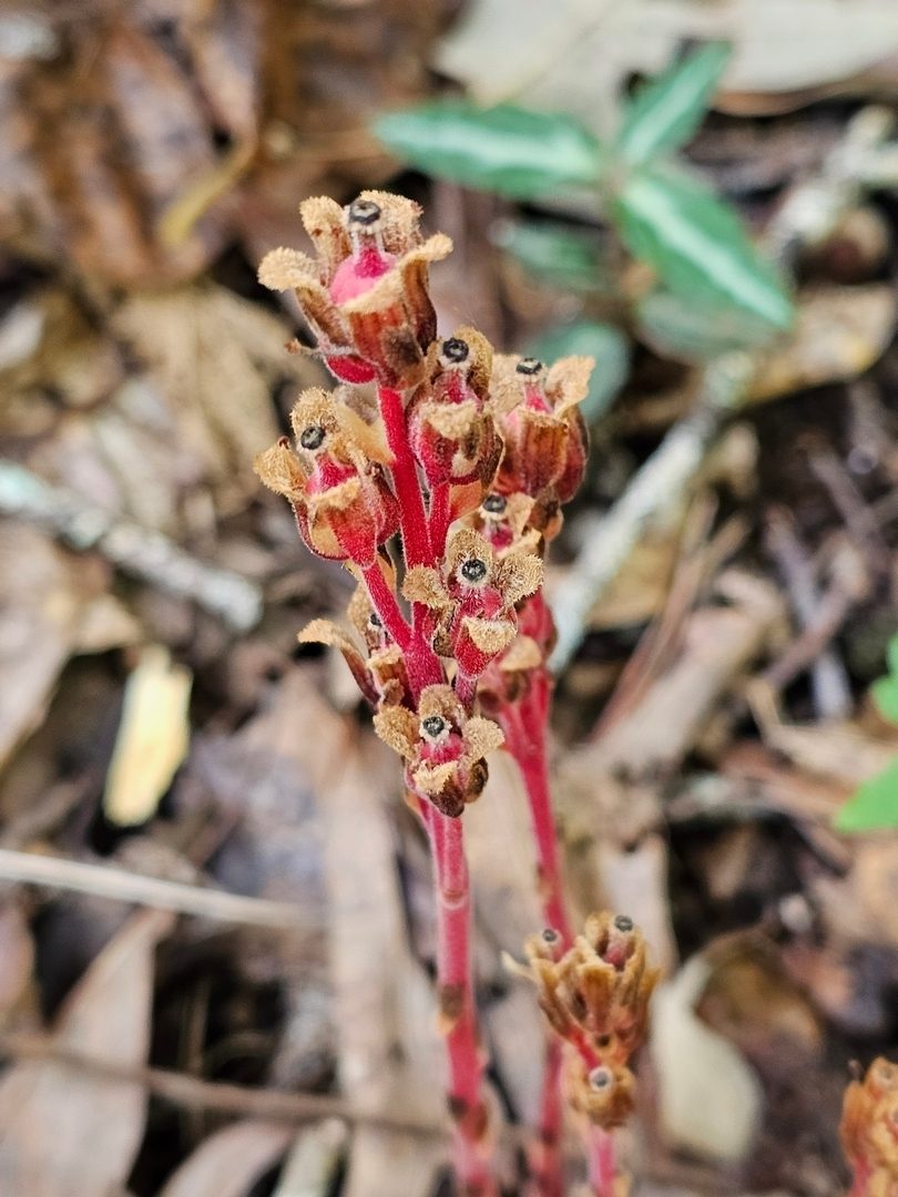 While not fungus, this Pinesap is actually a plant and the "blooms" quite attractive if seen close up.