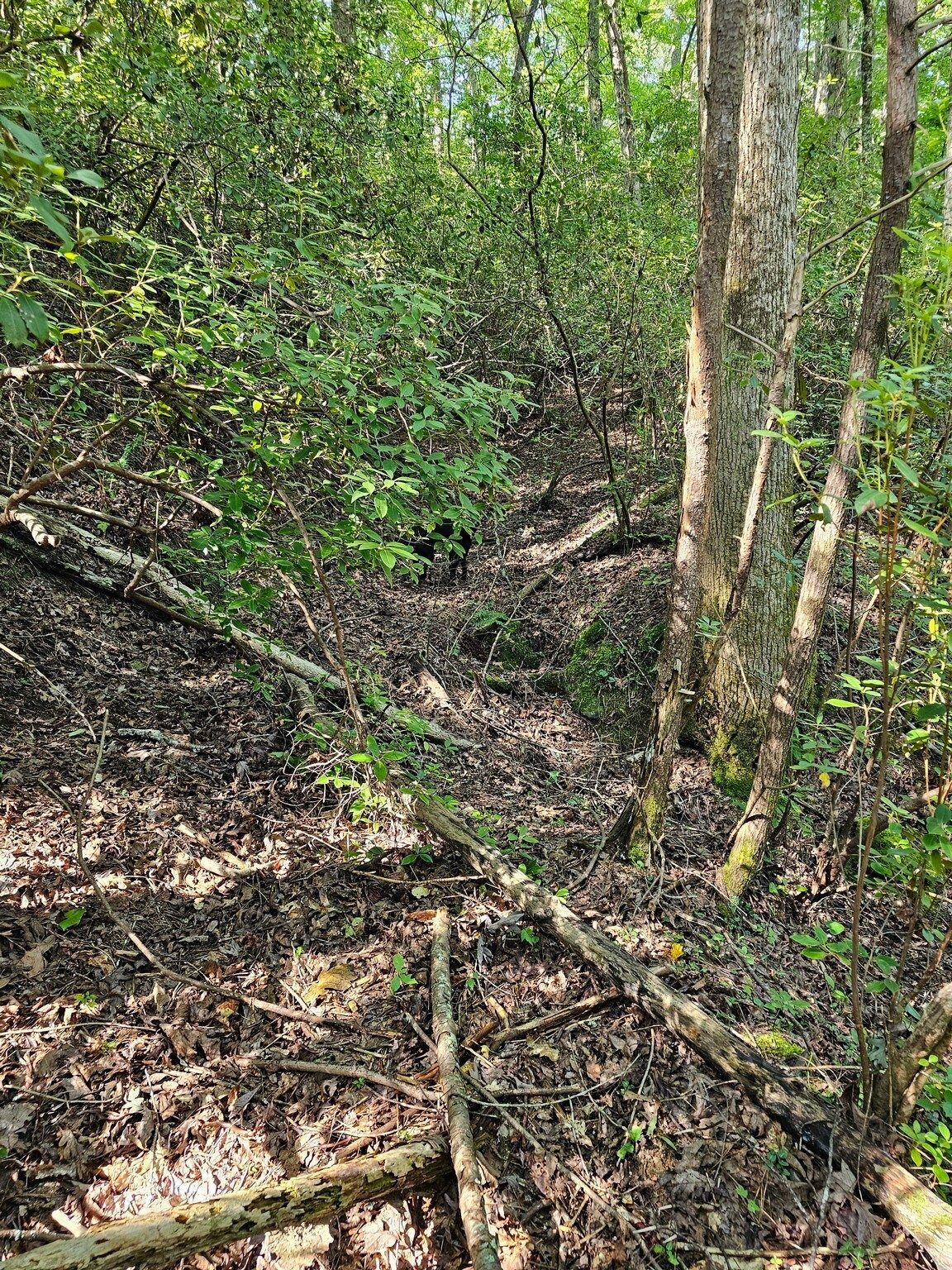 One of the more discernible paths.