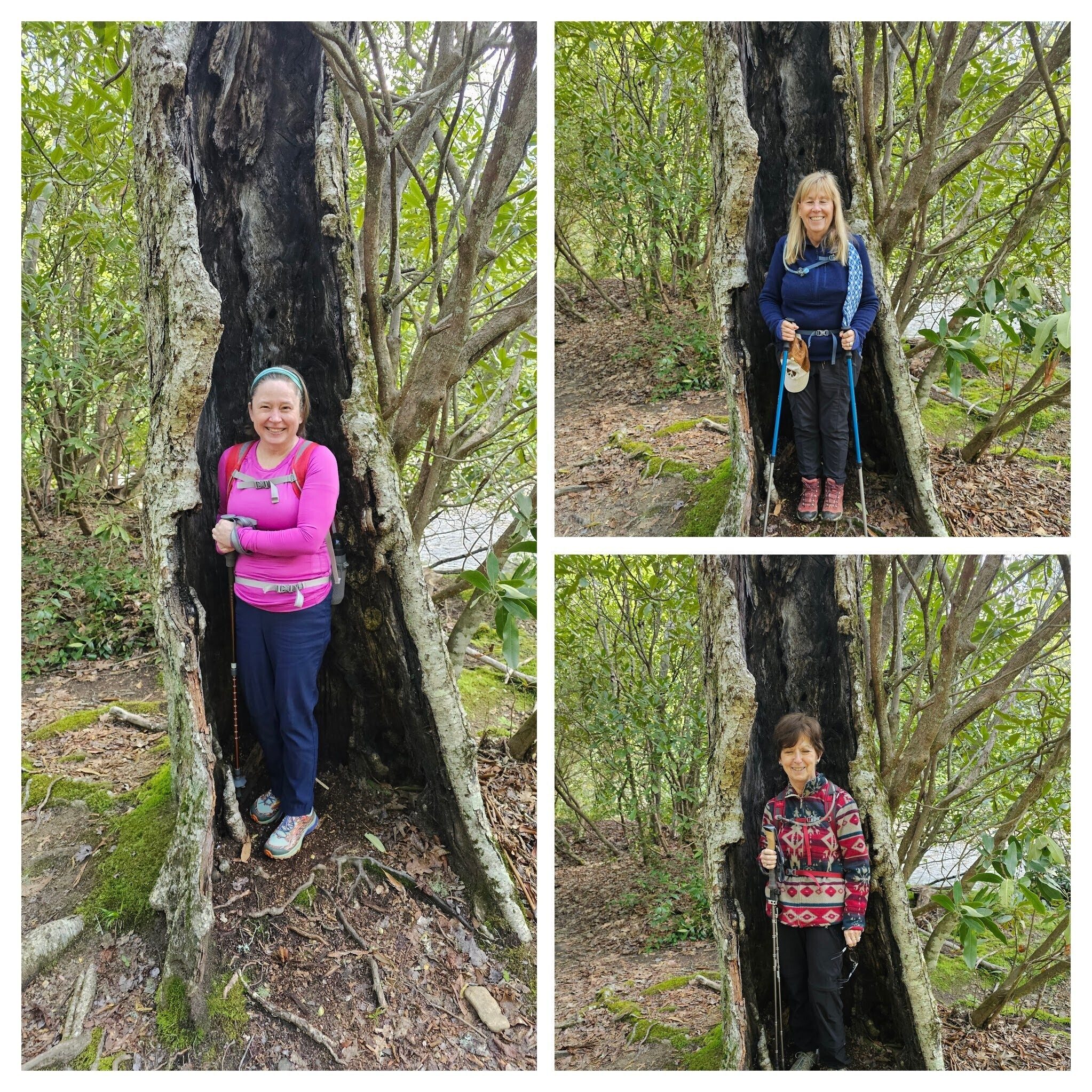 It's hard to resist posing in this hollowed out tree trunk near the start of the hike.