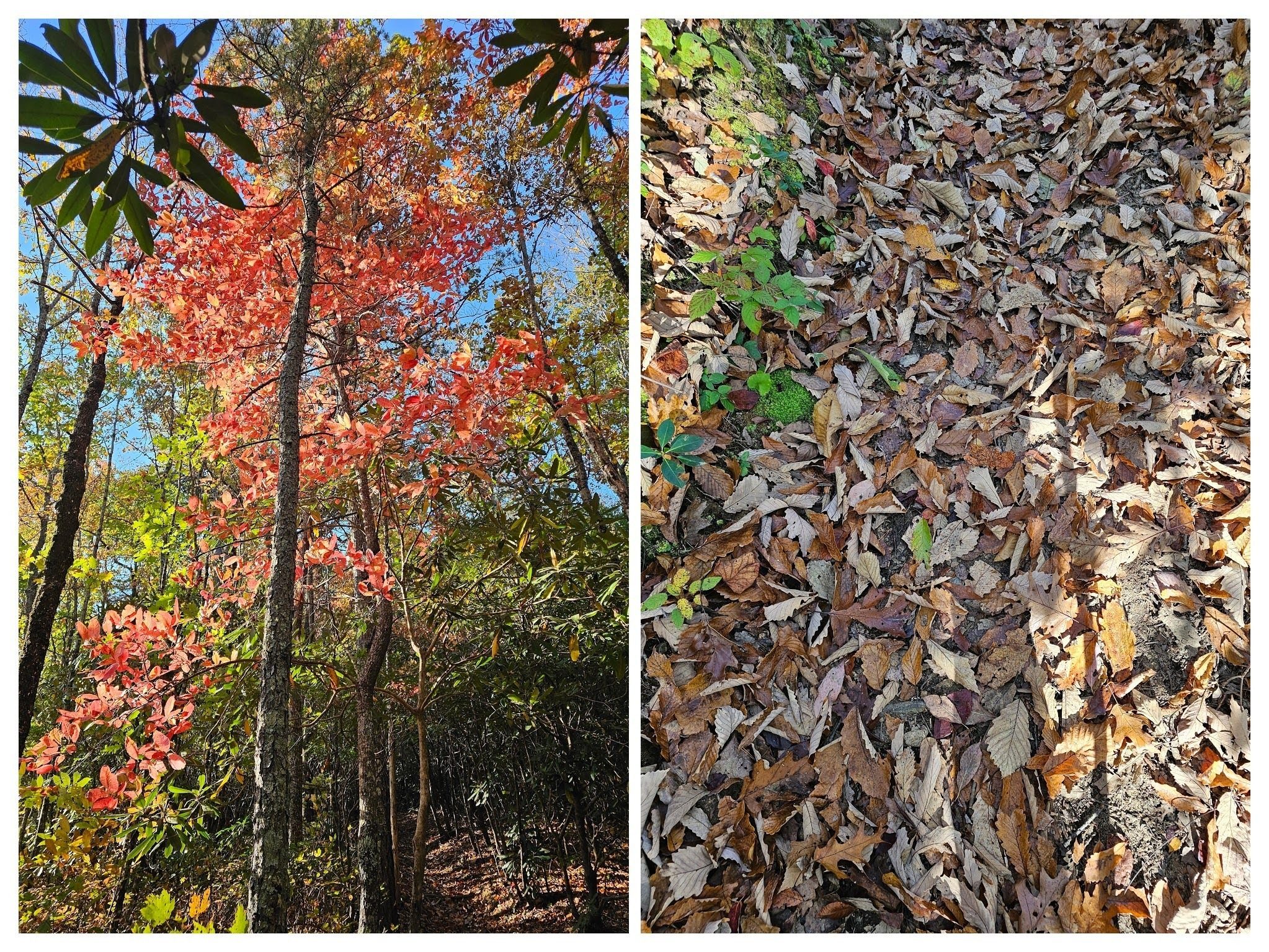 Eye-catching Sourwood trees being backlit by the sun along our path.  However, the dry brown leaves on the trail documents the extended dryness of this summer and fall.