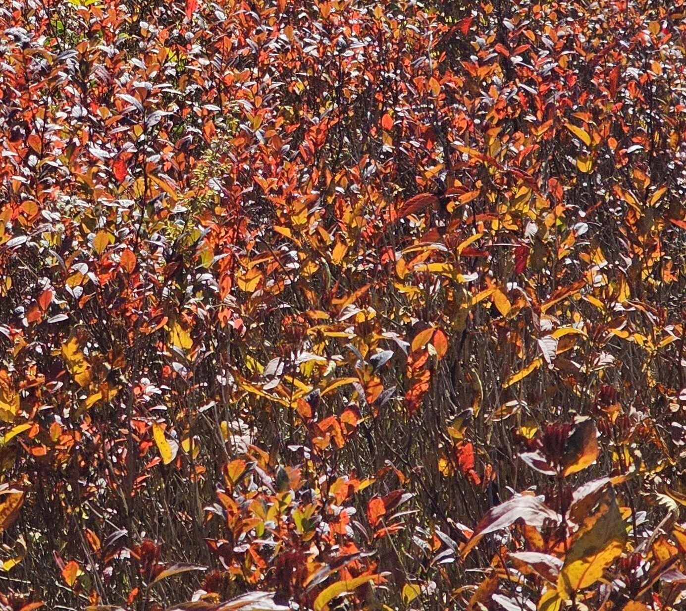 More reds.  This time from the Blueberry bushes this area is known for.