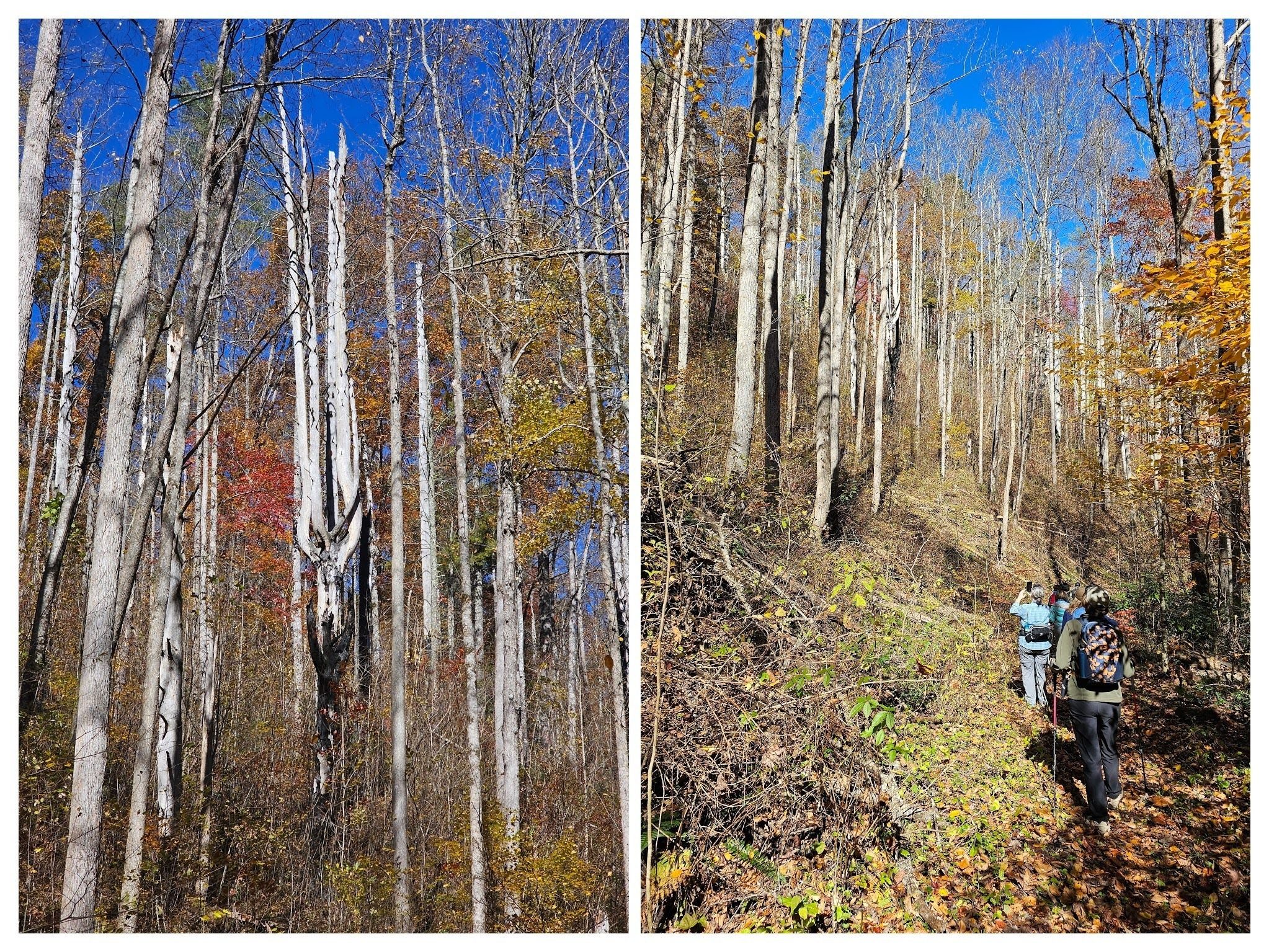A striking stand of tall Poplar trees with one curious dead, fire-burned tree with vertical branching caught all our attention.