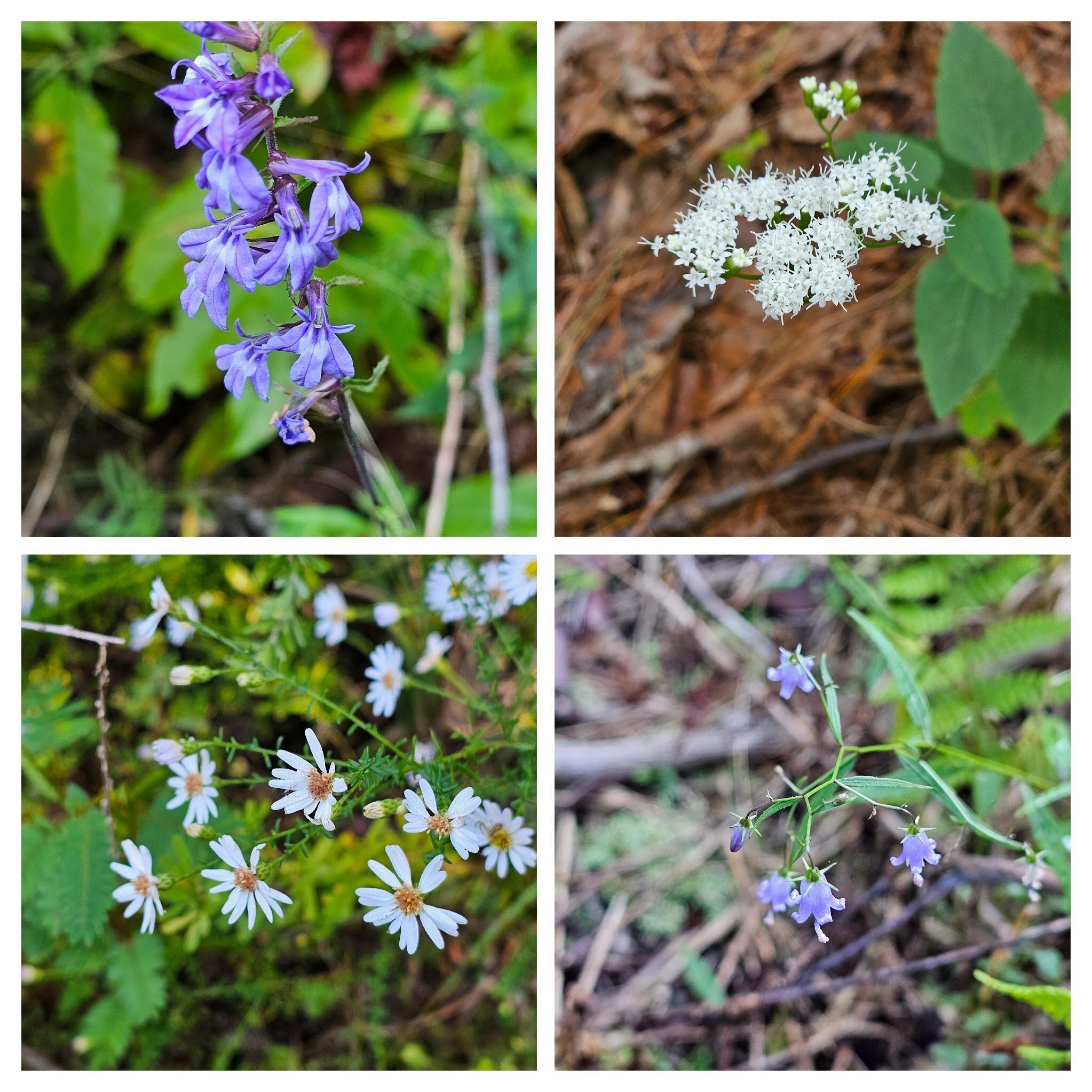 Some of the first wildflowers we saw.