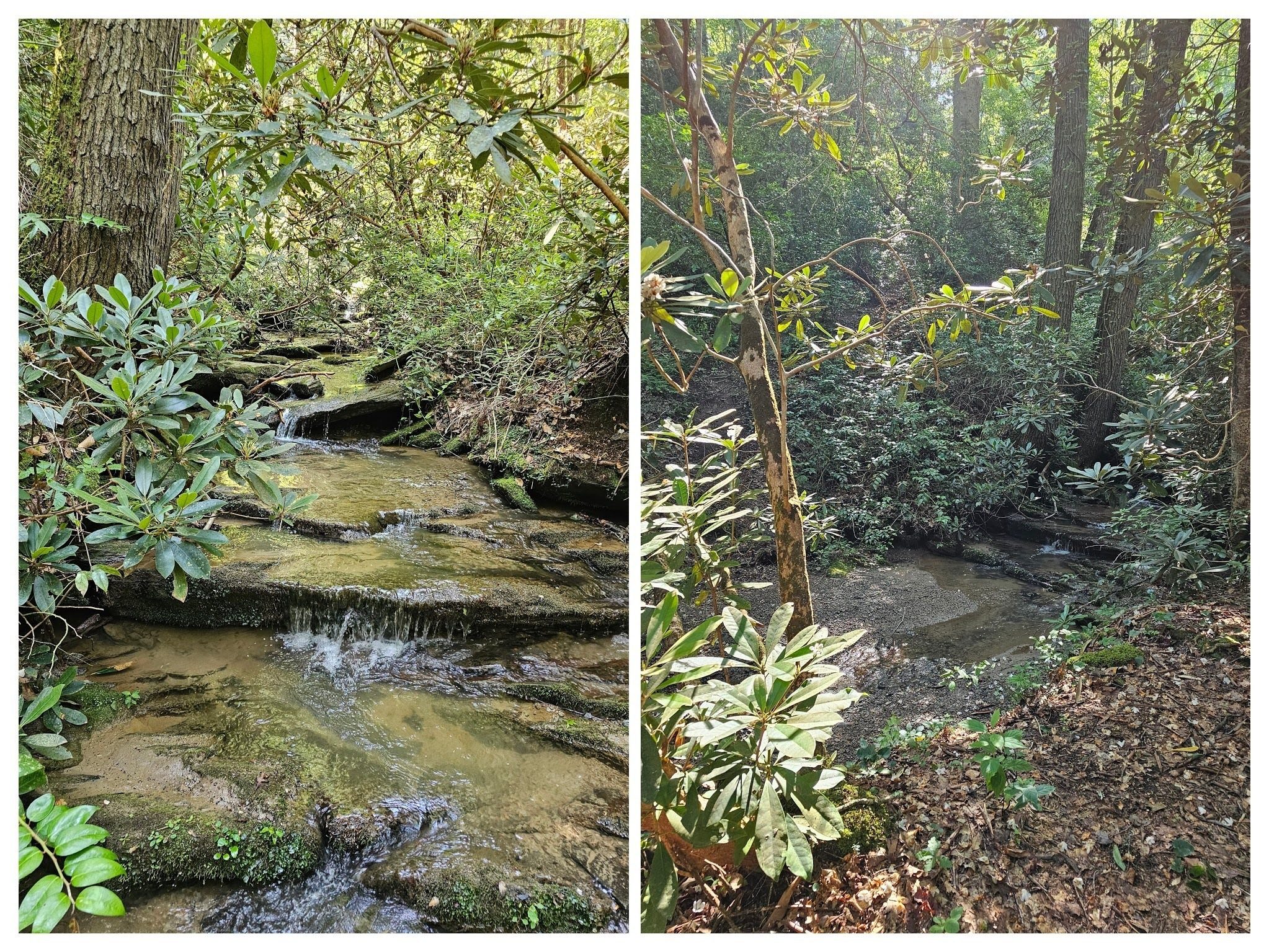 We crossed some shallow water while still on the way to Filmy Fern Falls.
